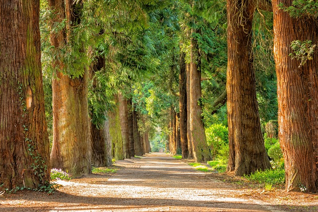 trimmed path through the forest