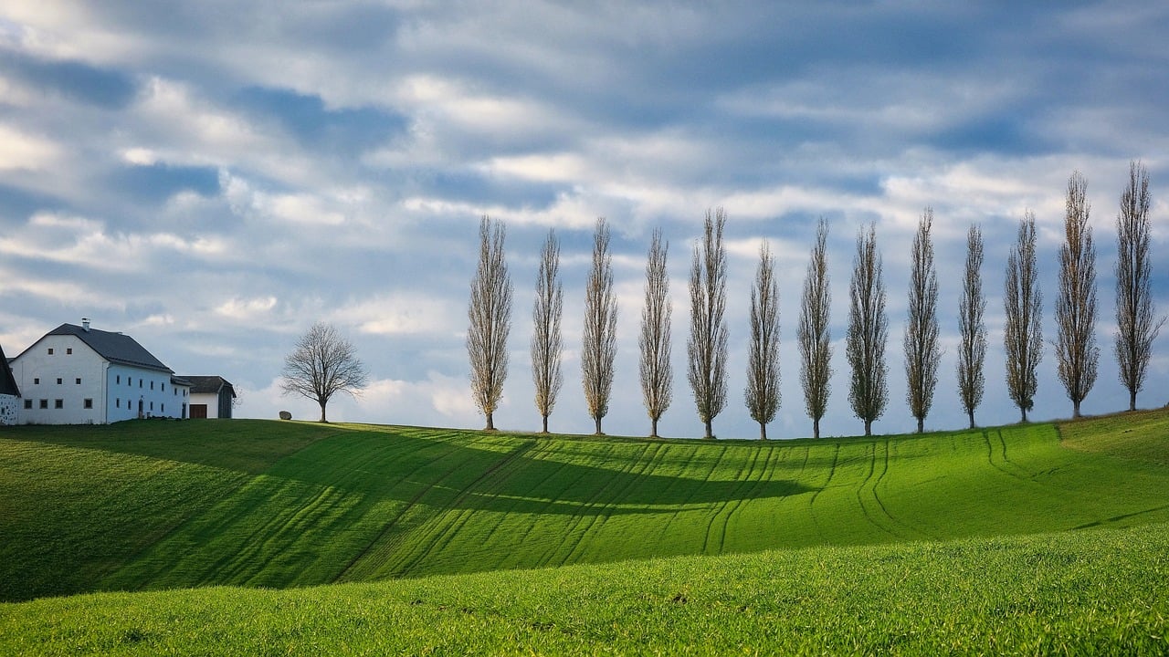 Nicely spaced trees beside a farm house