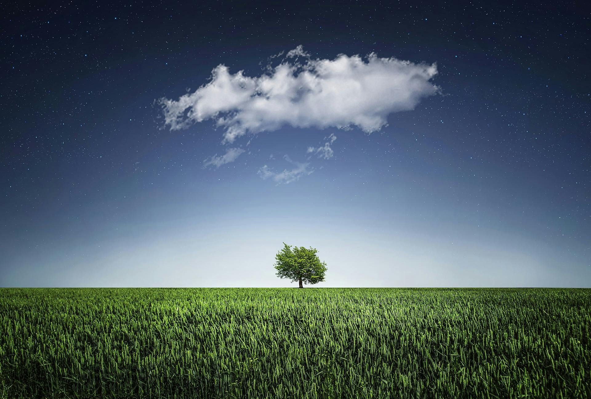 Tree alone in field at night