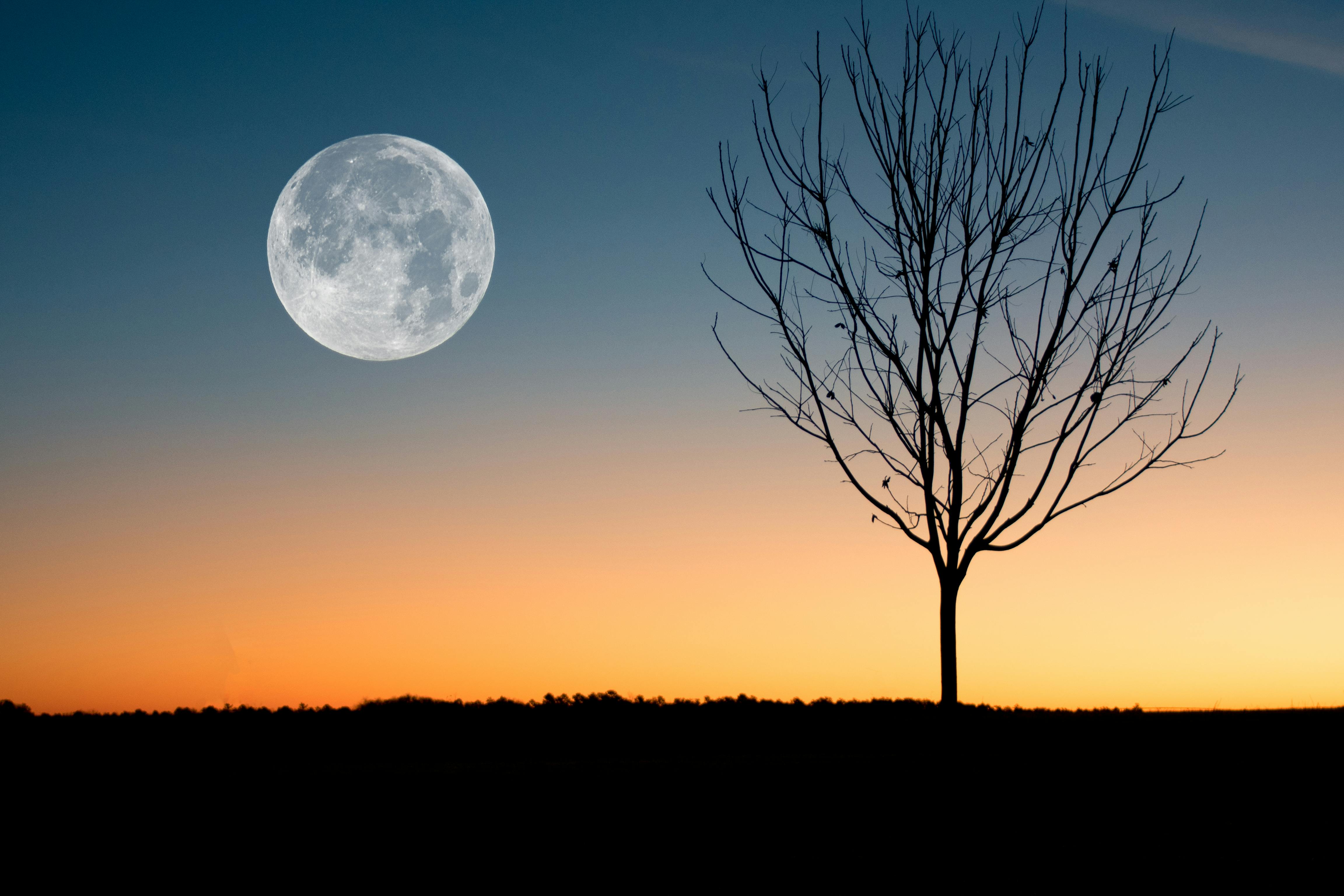 Bare tree at dusk