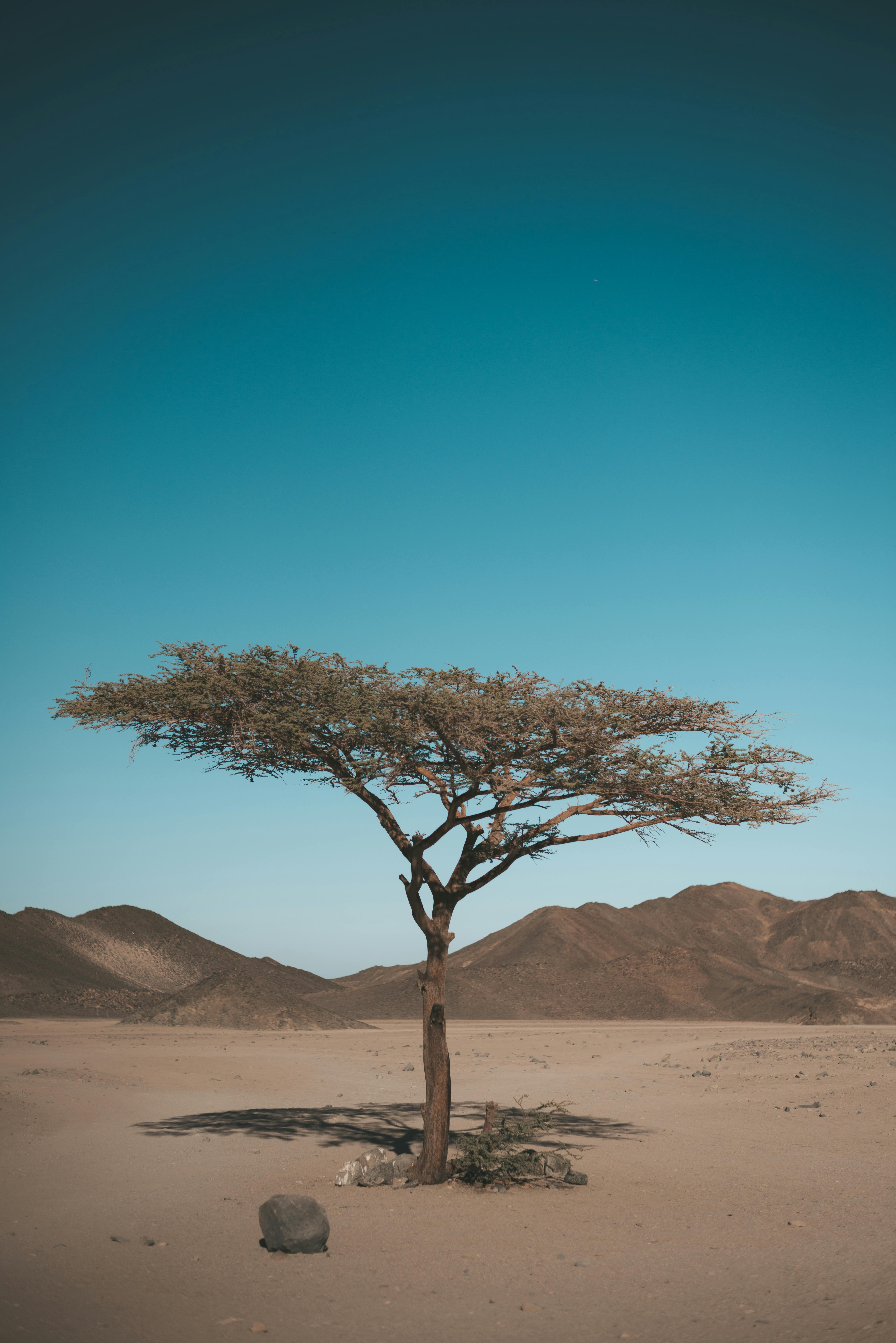 Large desert tree