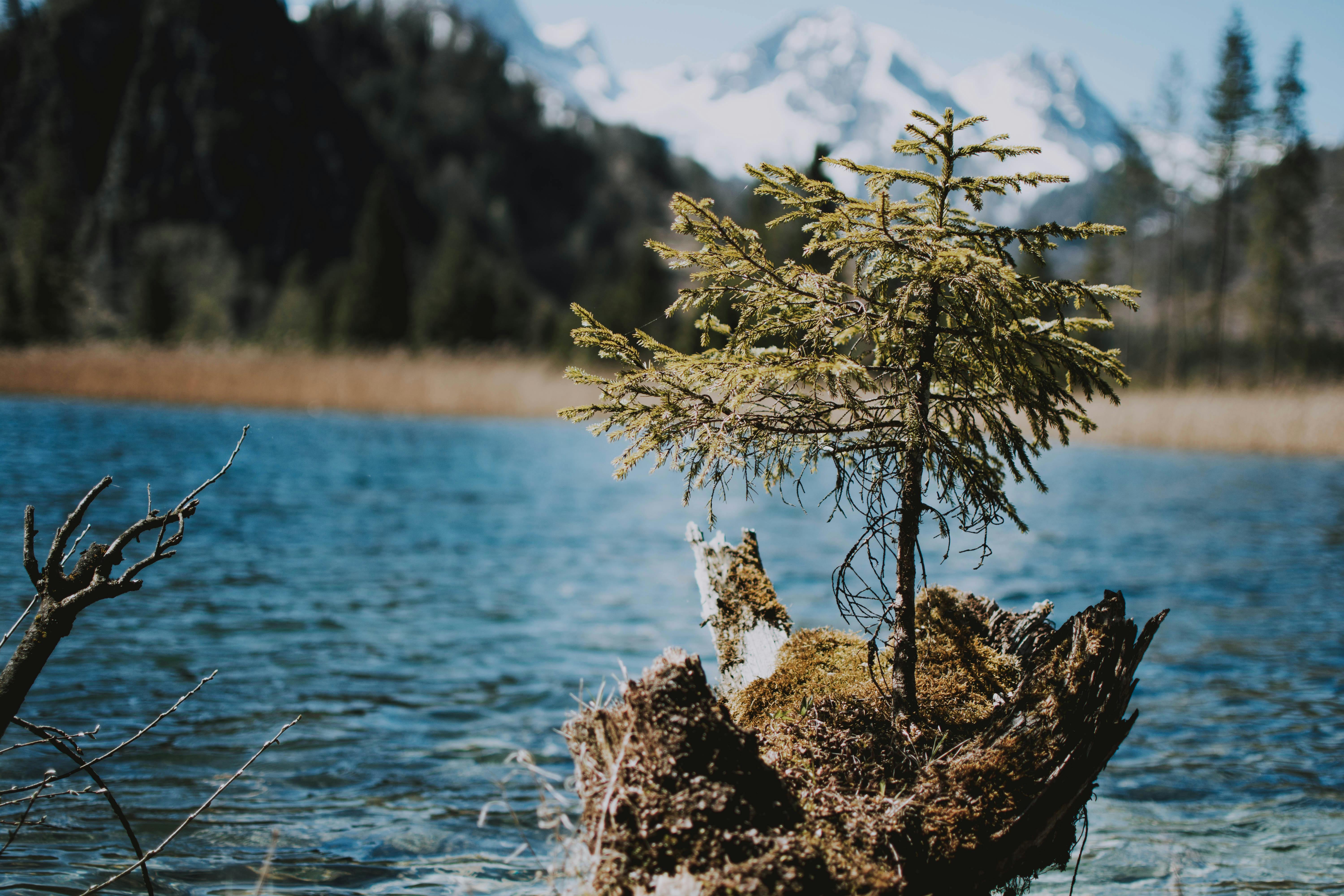 Small tree by the water