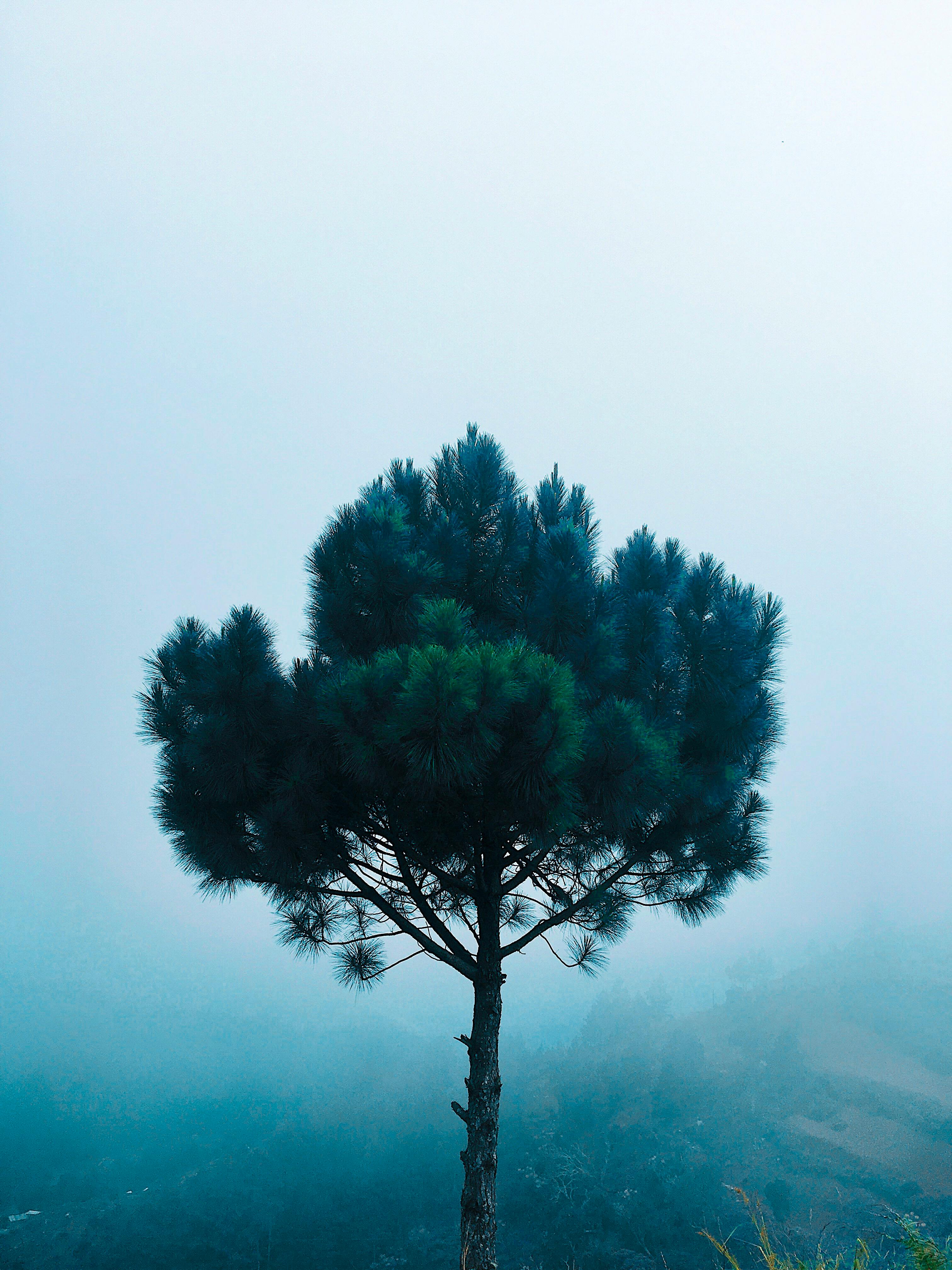 Bushy tree standing on its own