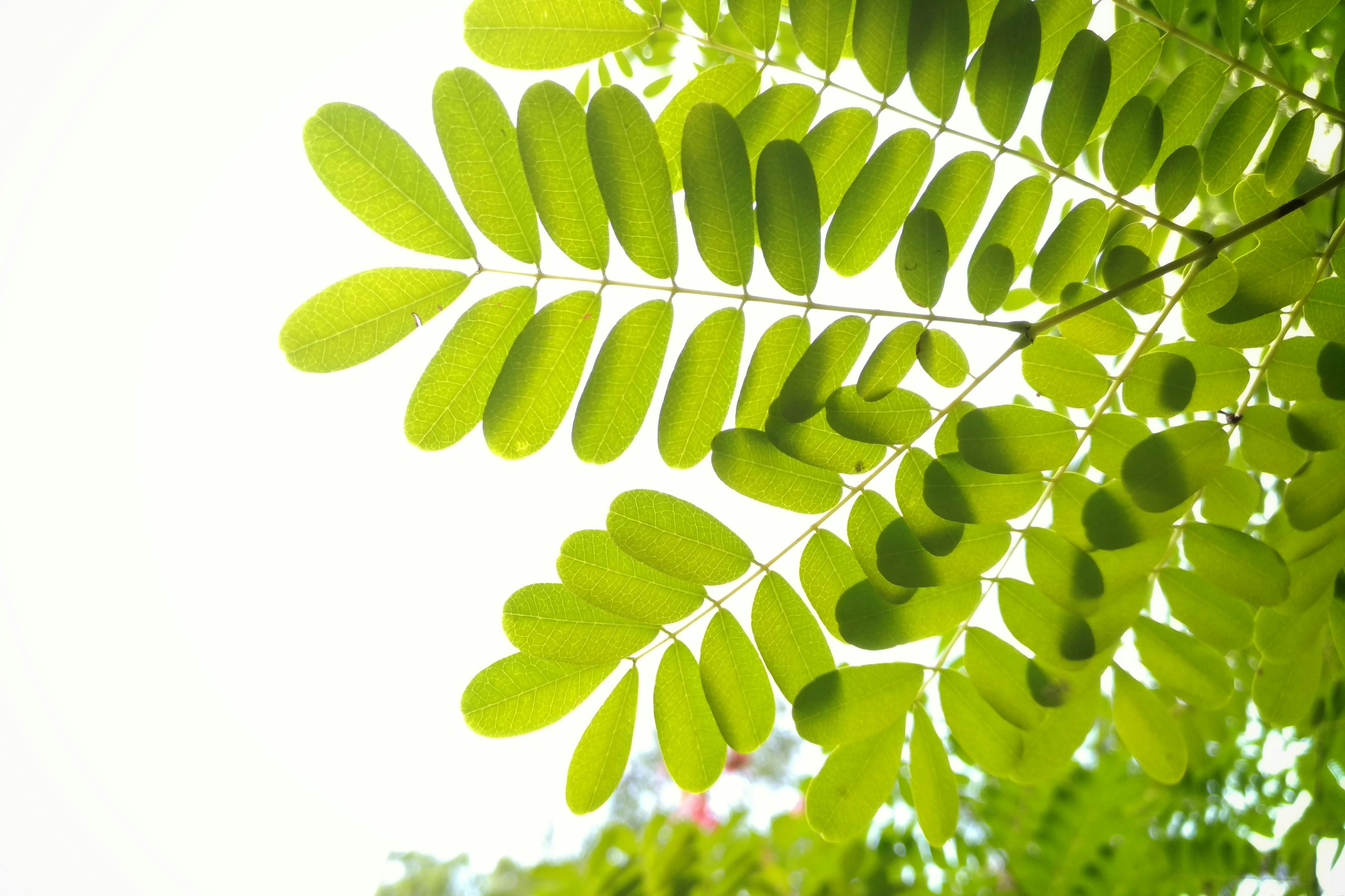 green leaves