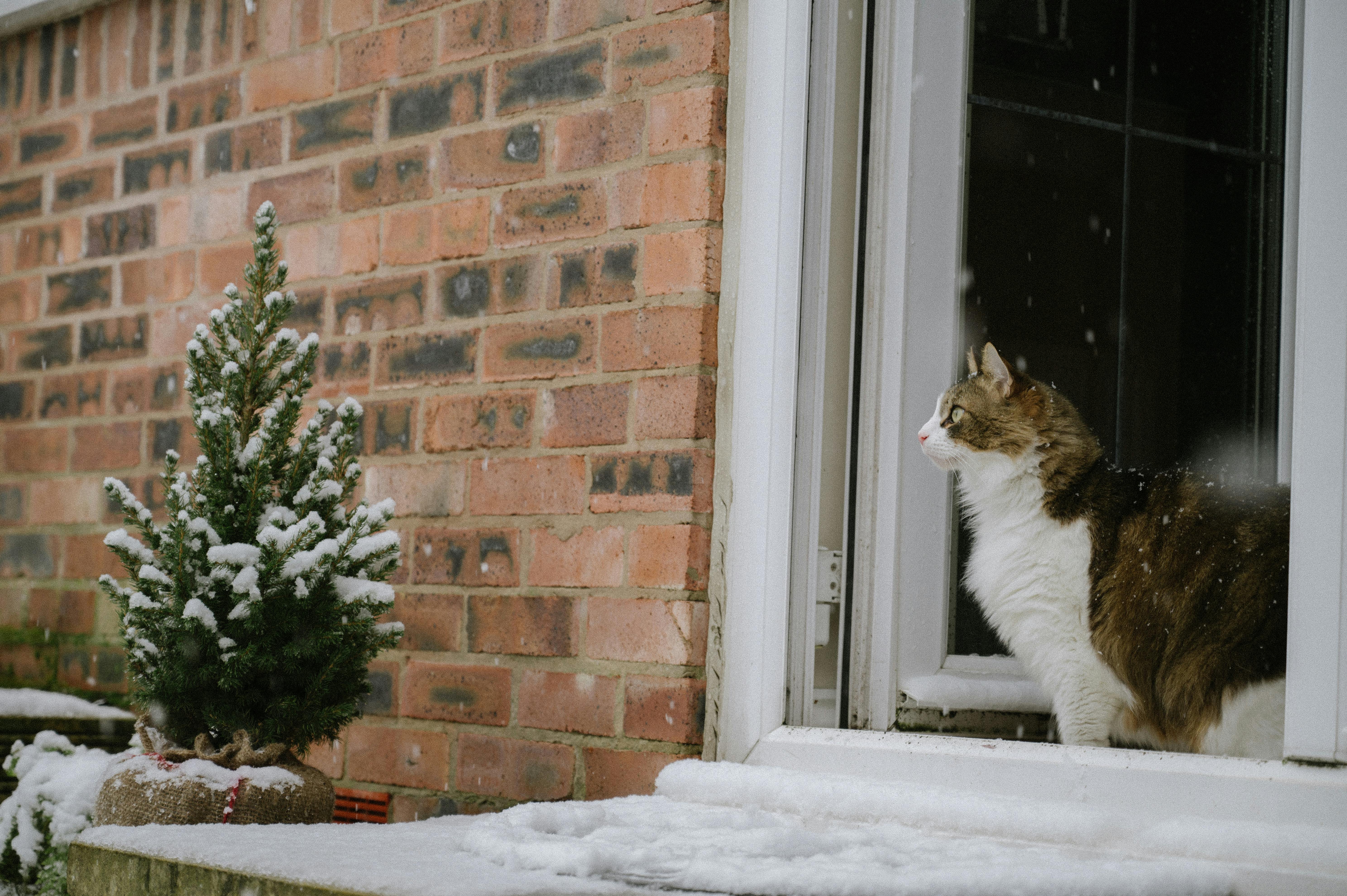 Cat waiting by door