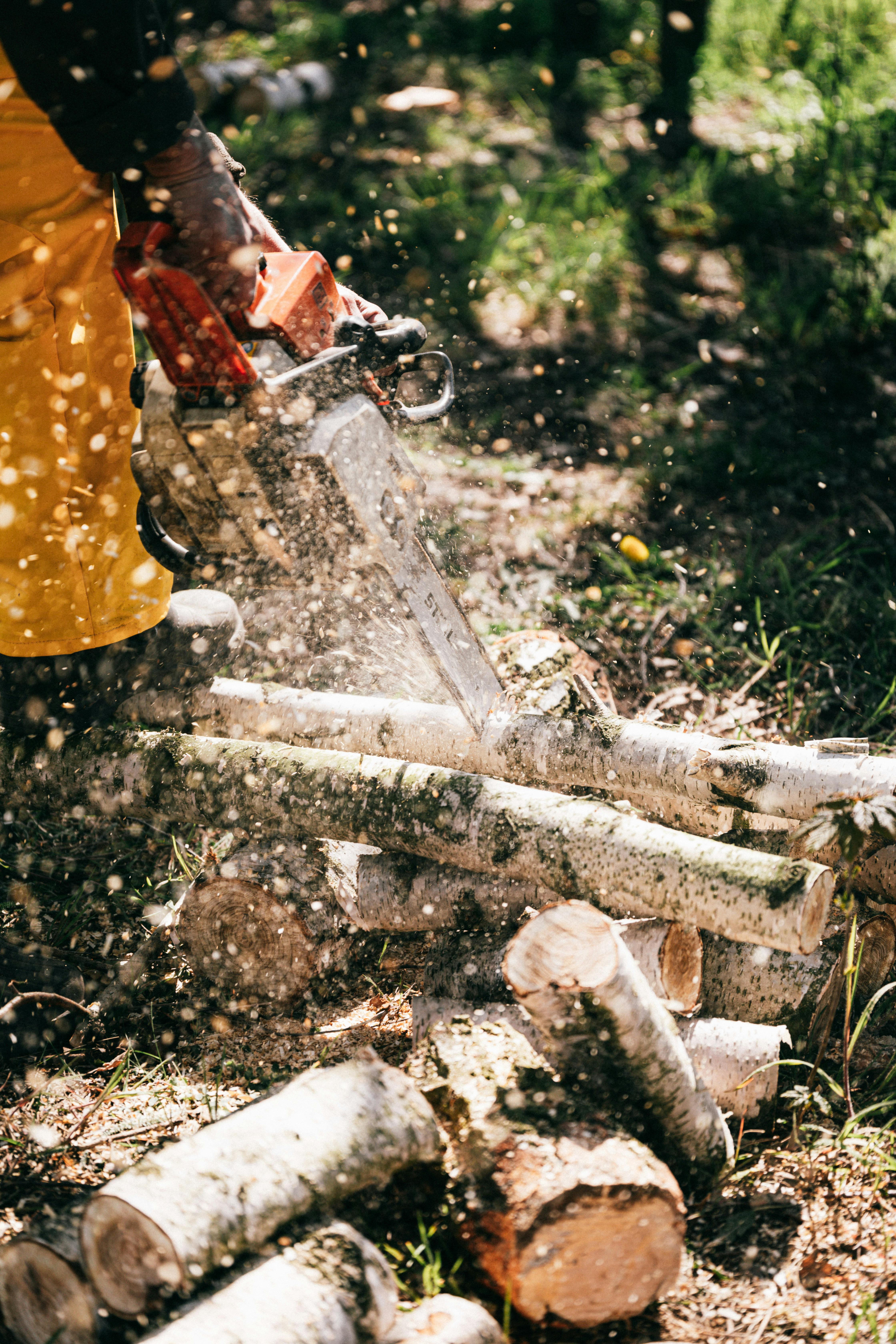 Lumberjack cutting a tree