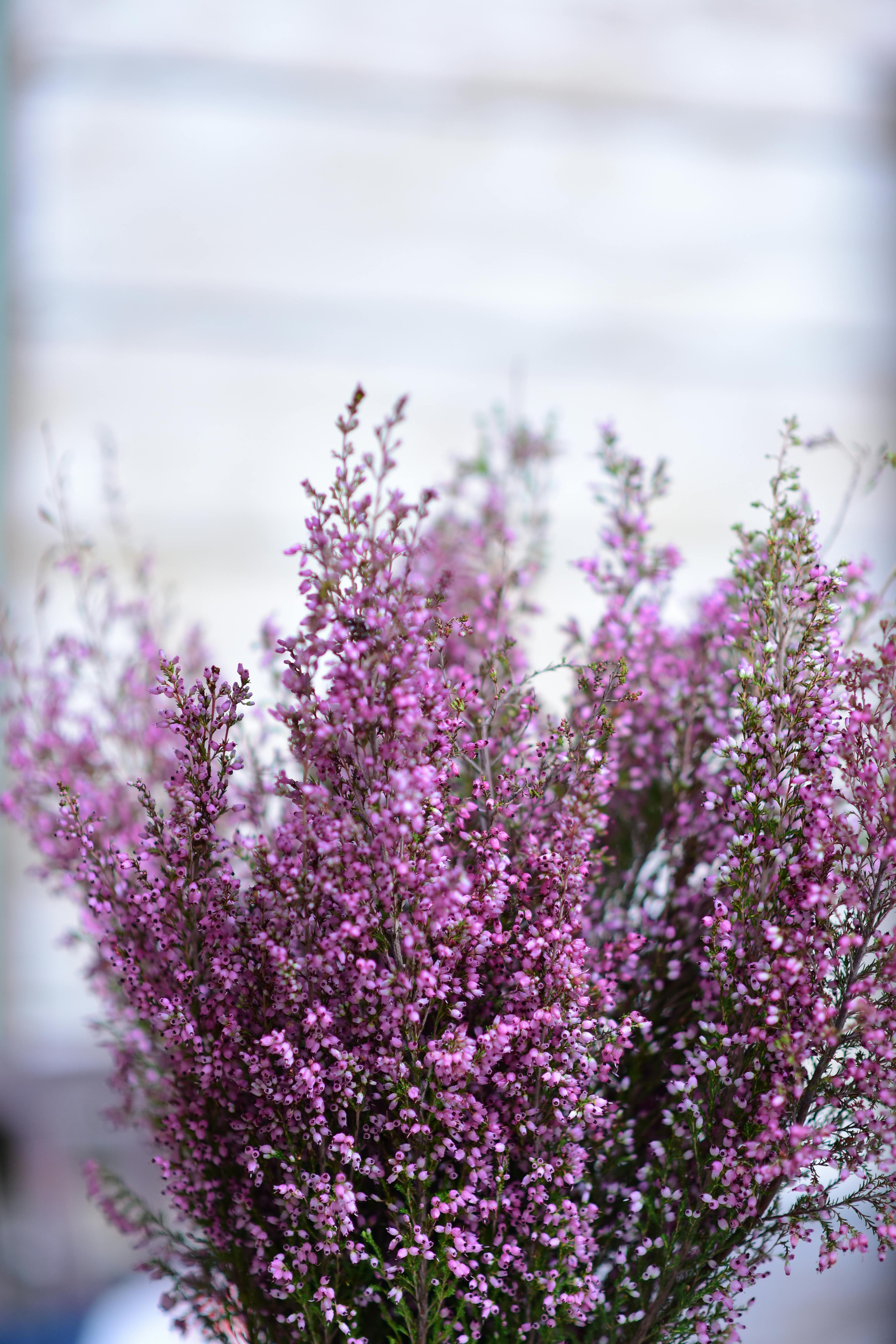 Pink flowering bush