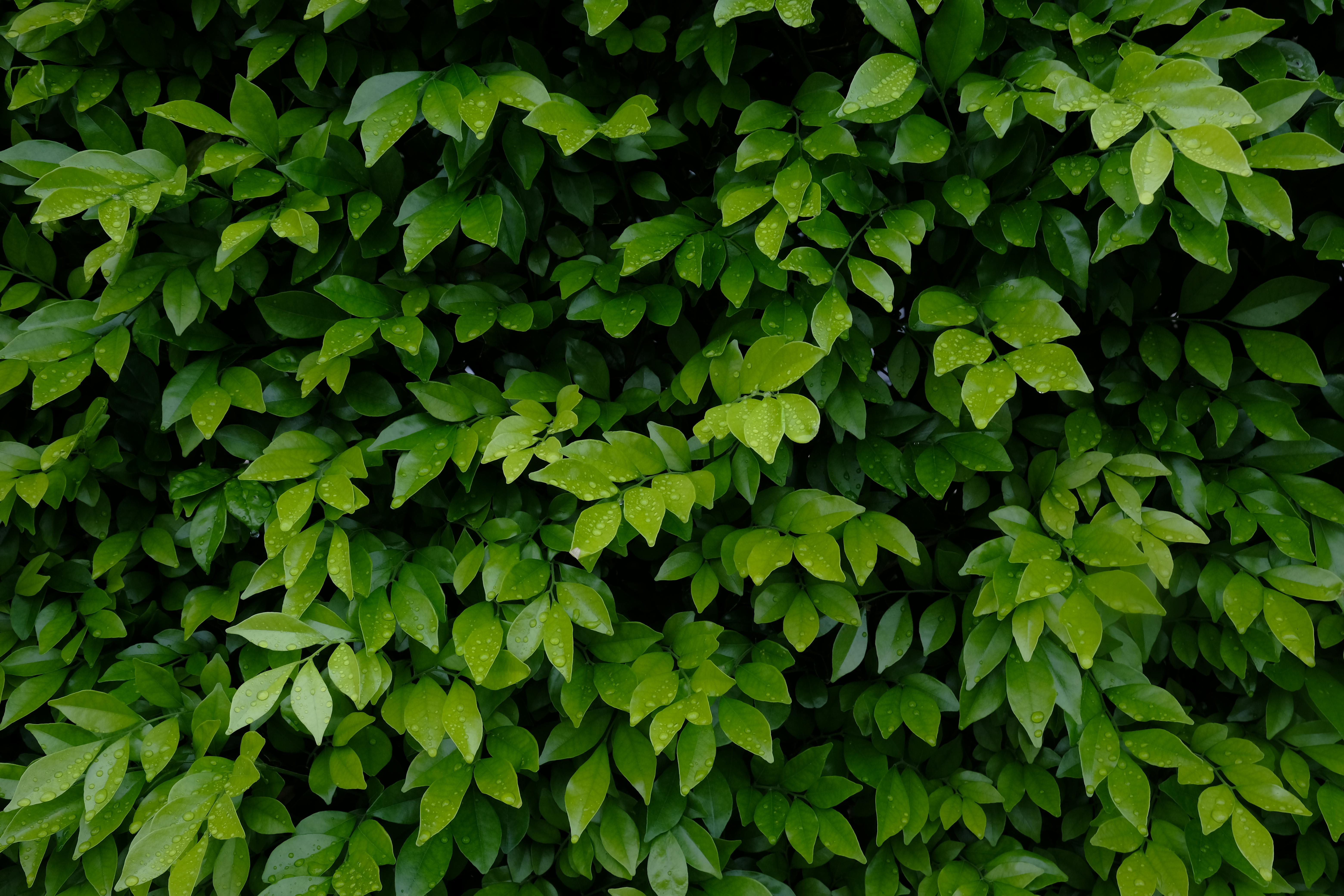 Green leaves on a bush
