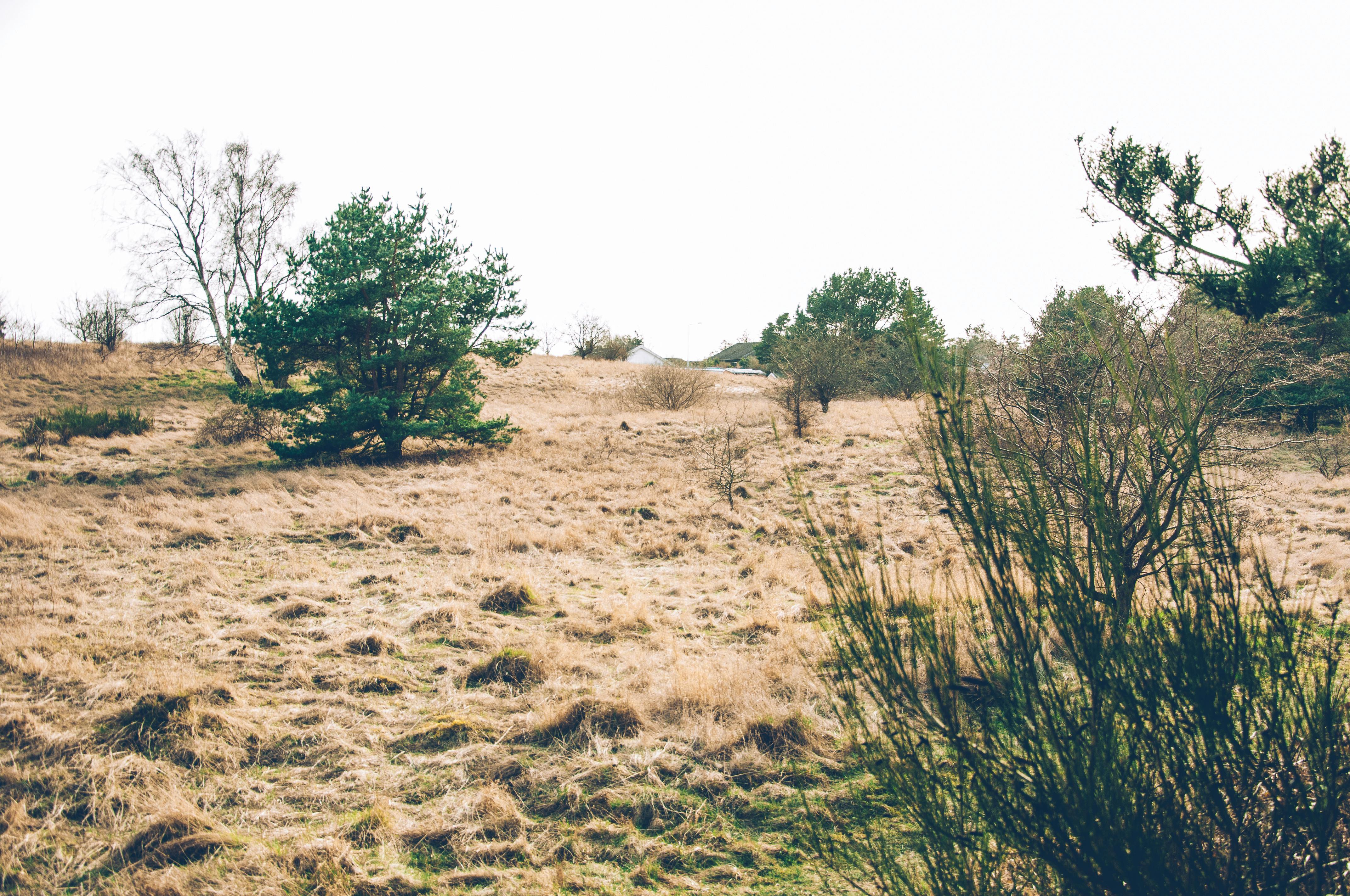 Bushes in the desert