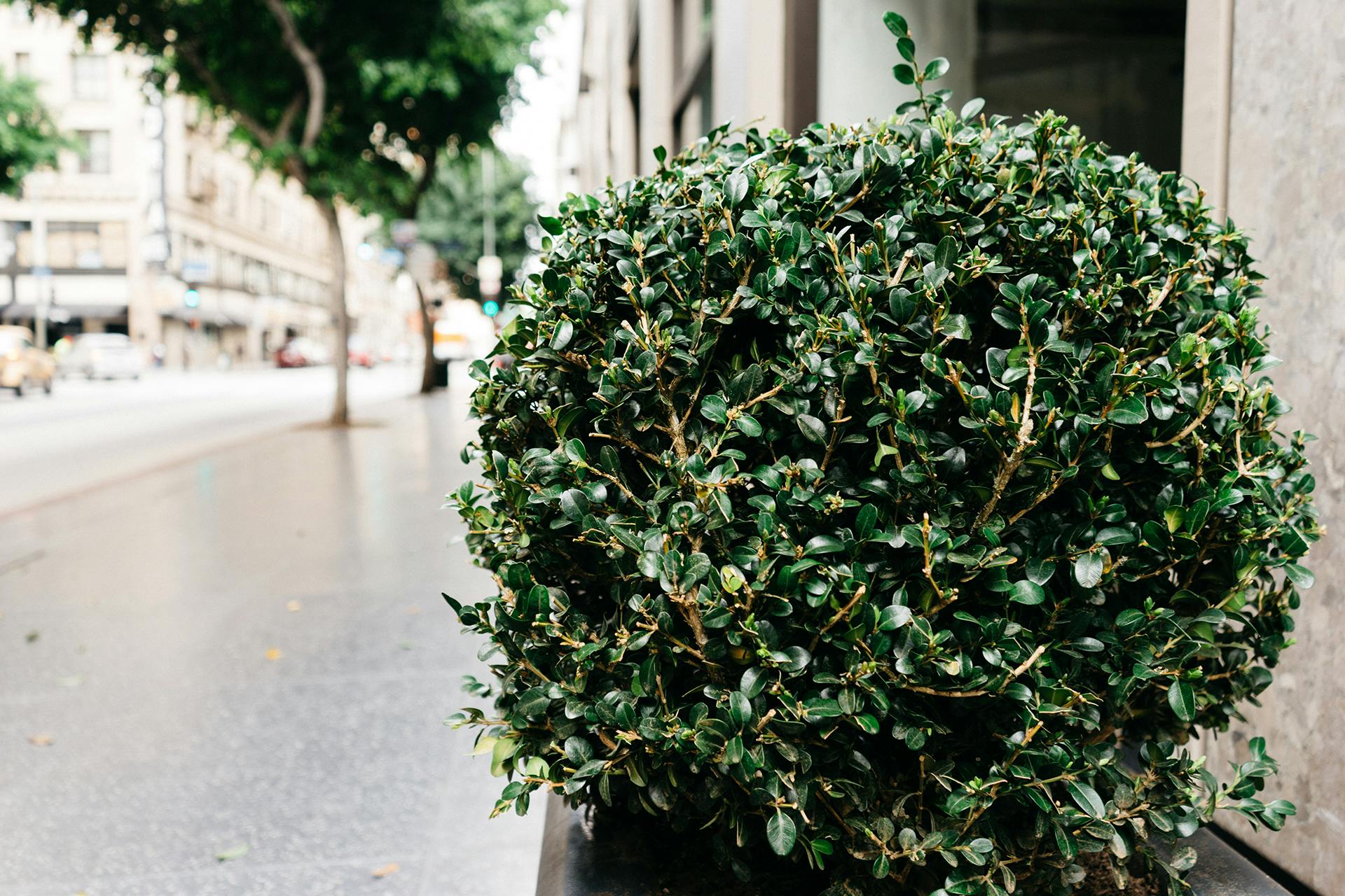 Nice pathway decorative bush