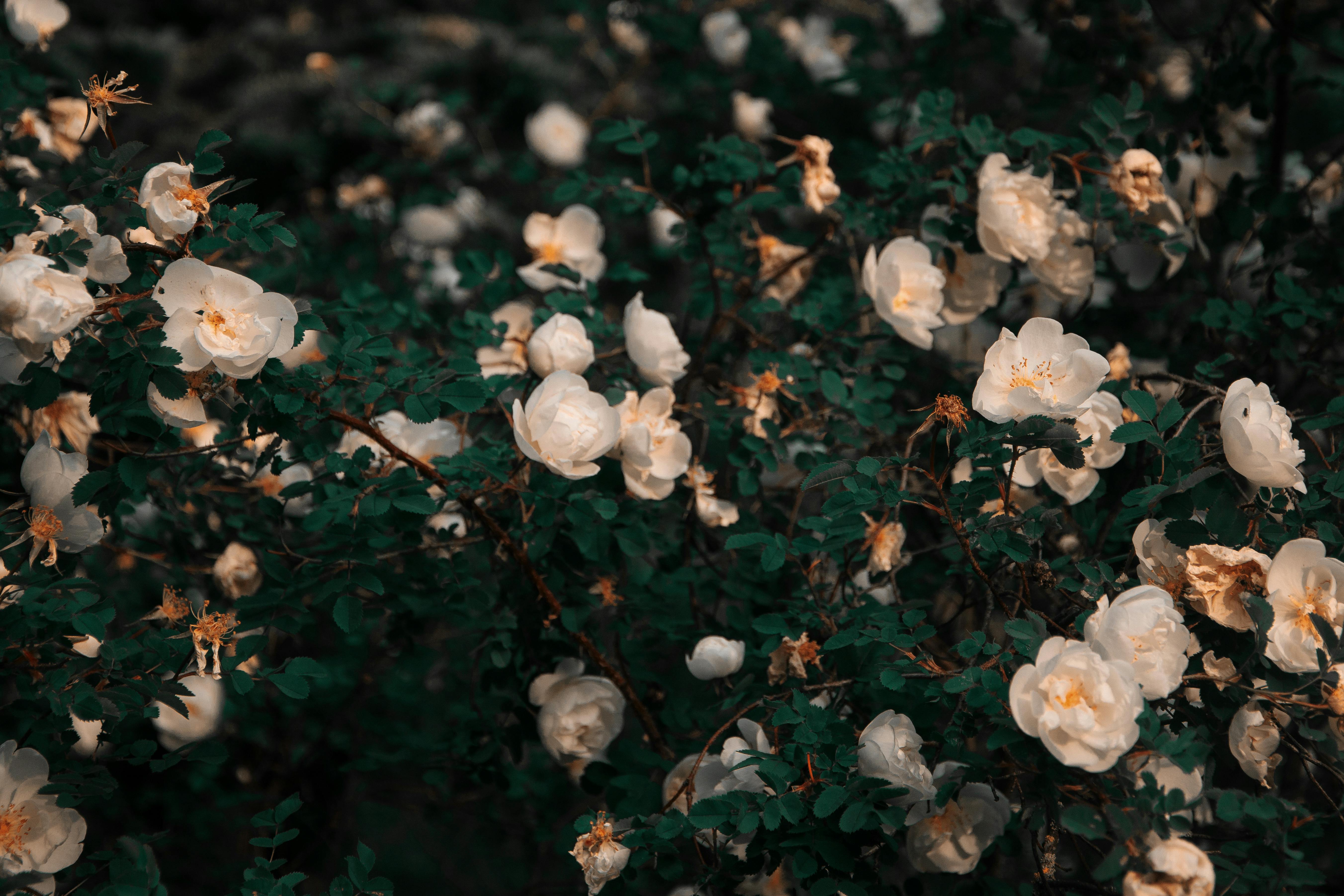 Flowering rose bush
