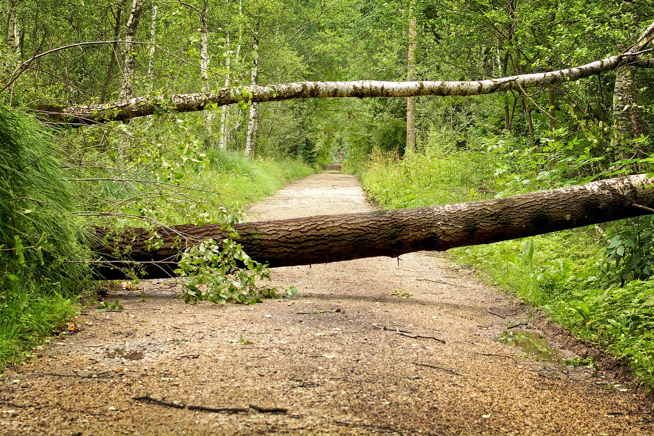 Tree fallen over a road