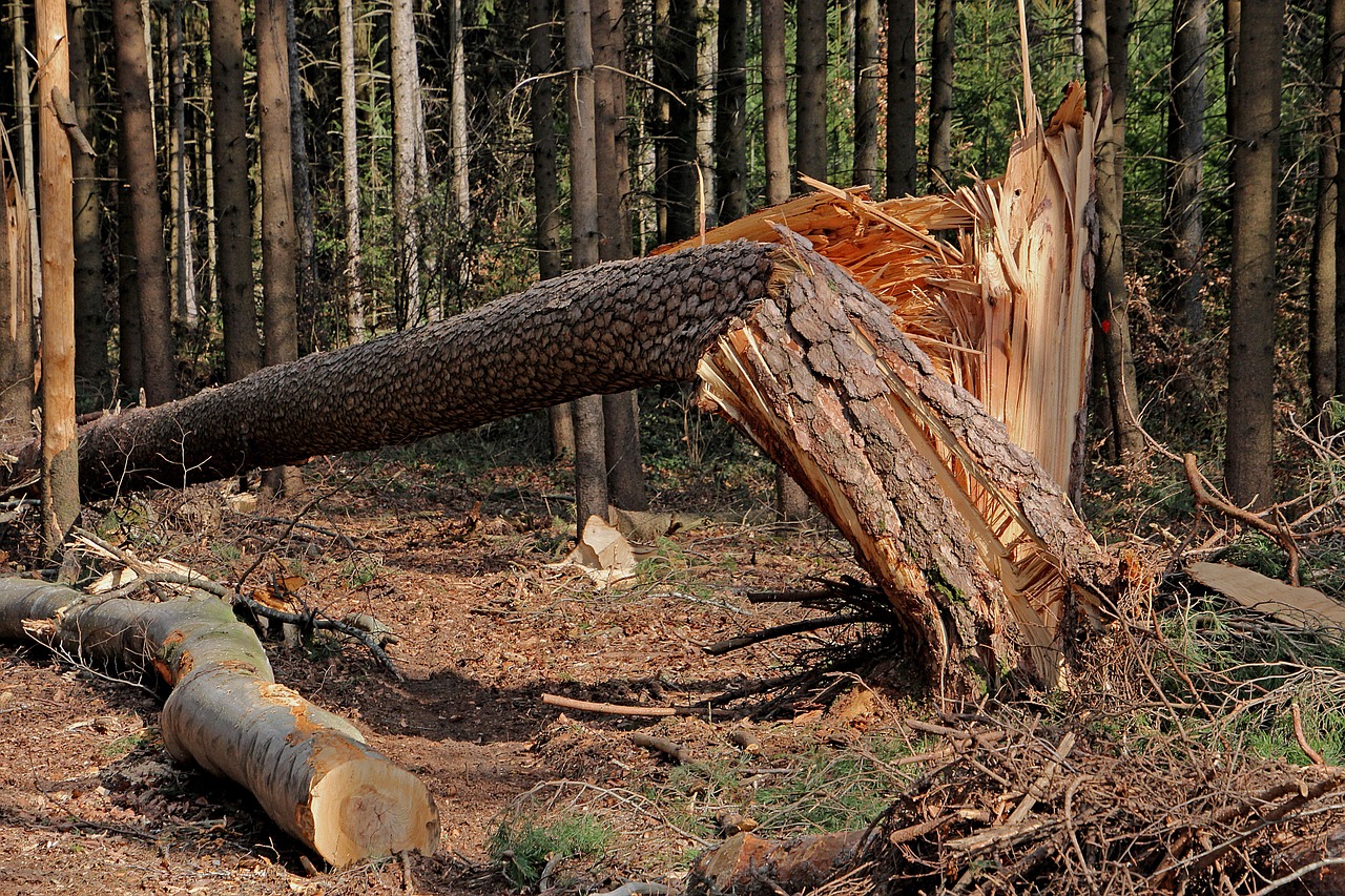 Tree fallen in the woods