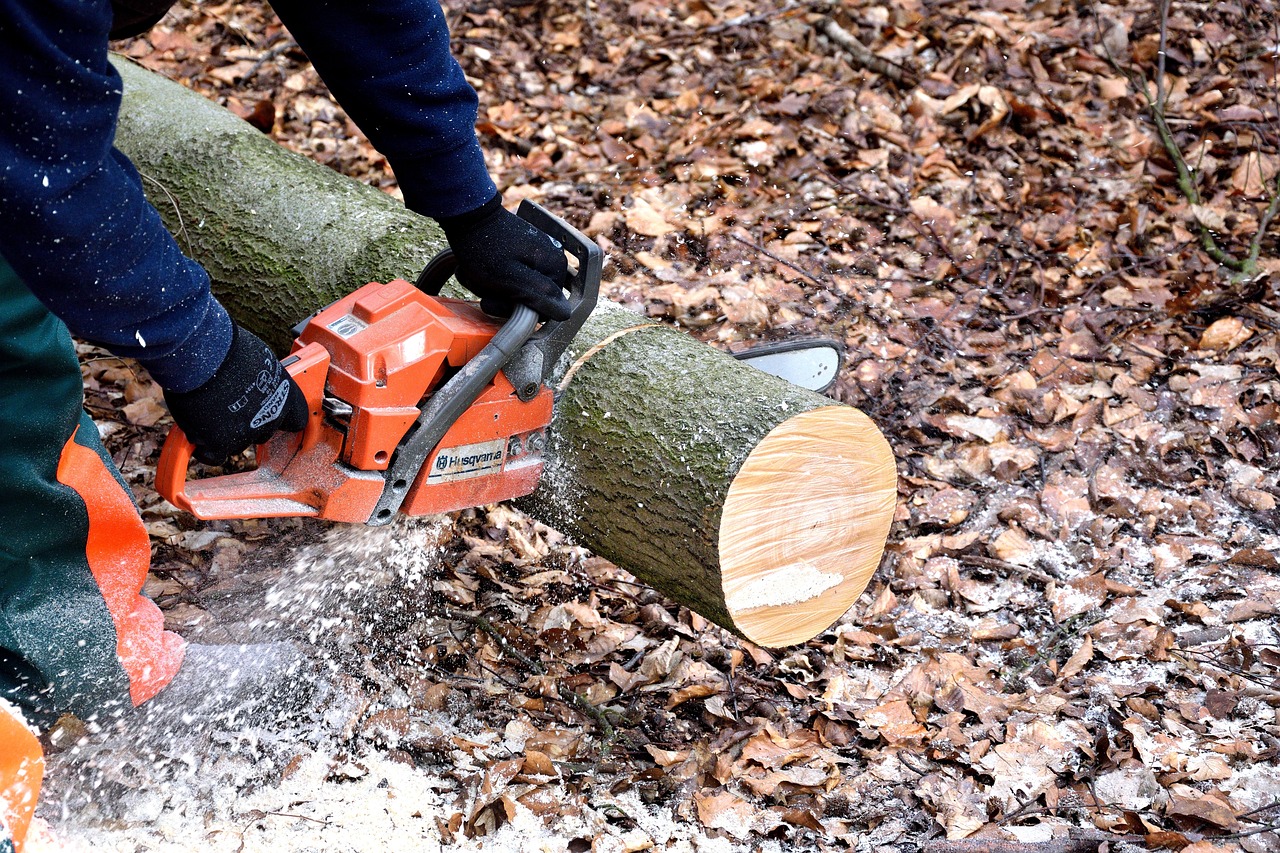 Lumberjack cutting log