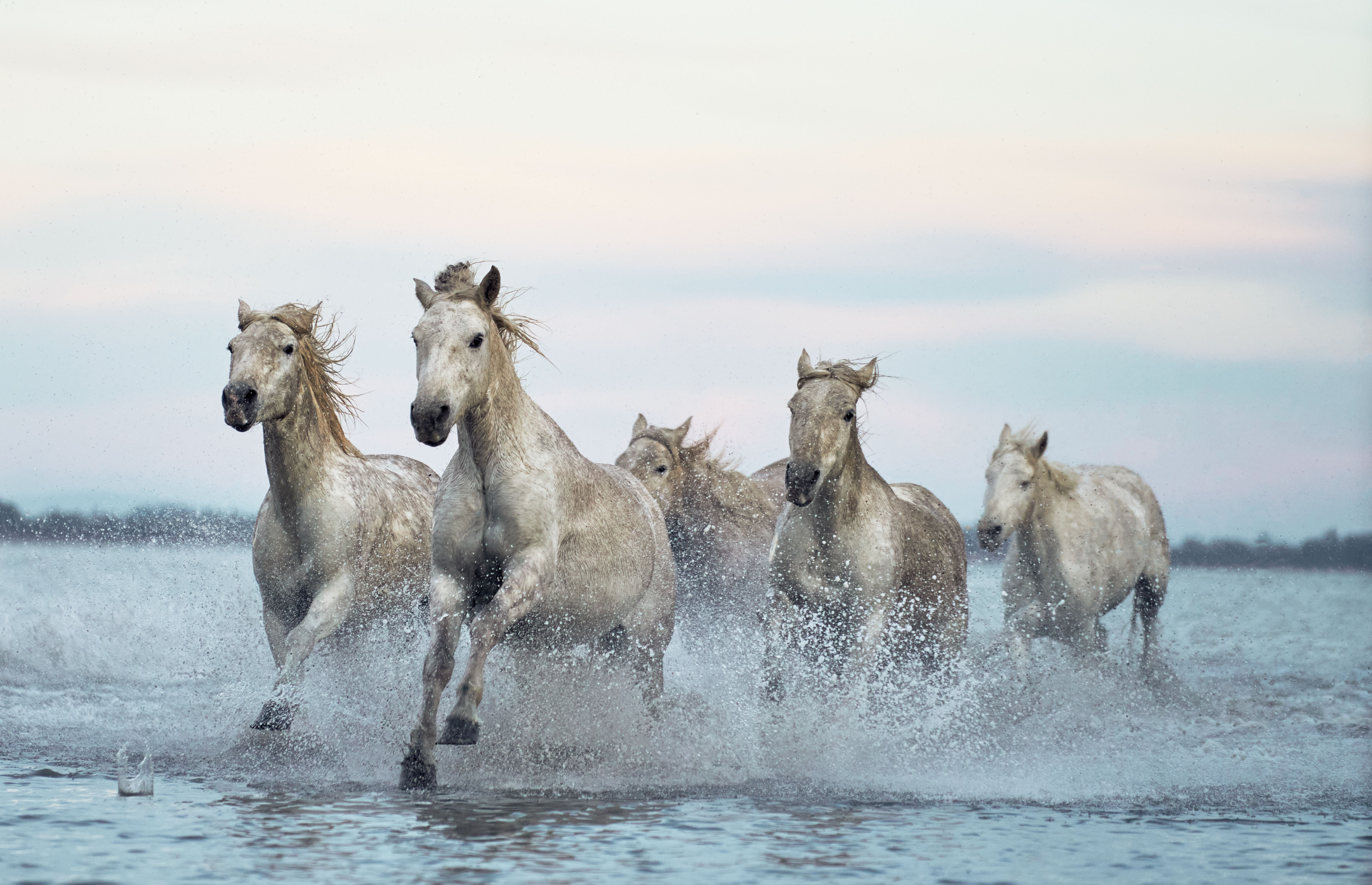 Horses in the water running