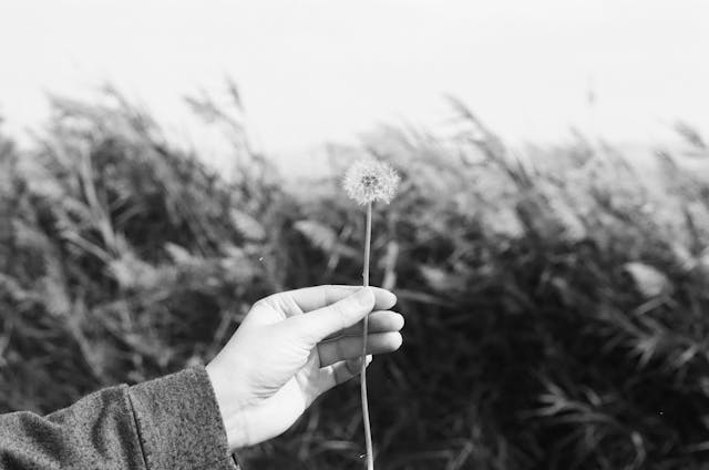 black and white photo of a person holding a dandelion