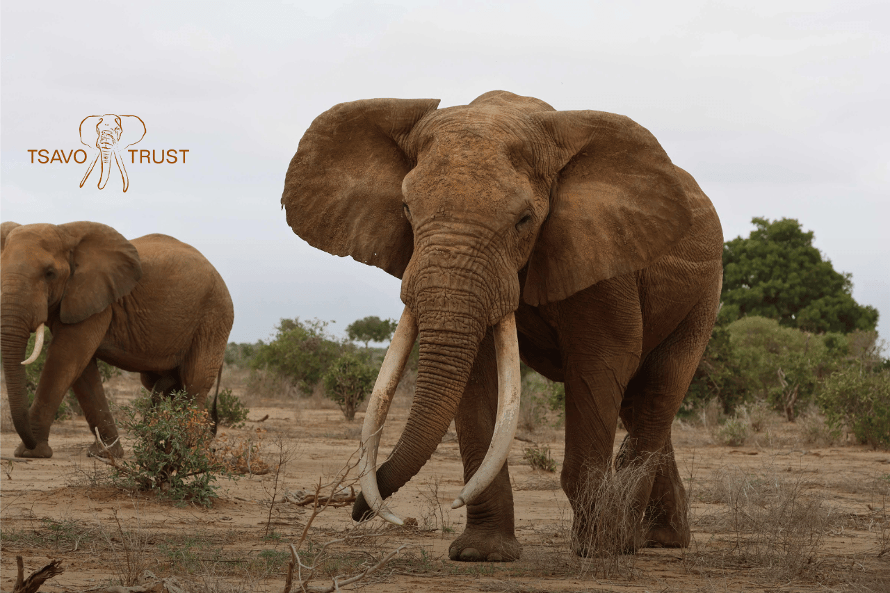 Power BI meets conservation: Helping Tsavo Trust protect Kenya's largest wildlife landscape