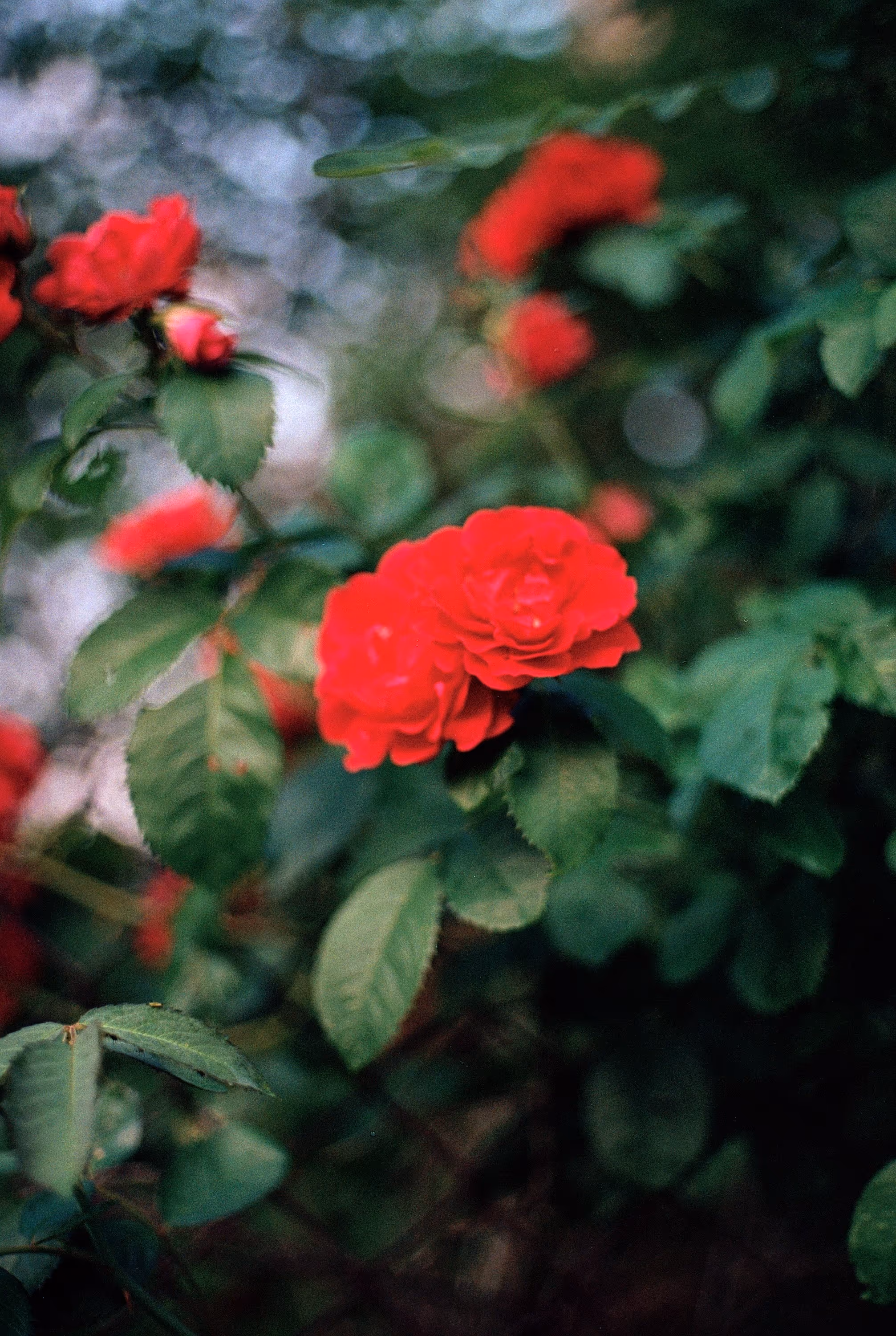 ©Anna Holodna
