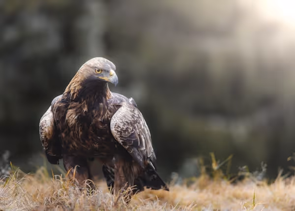 A golden eagle sits calmly in its environment.