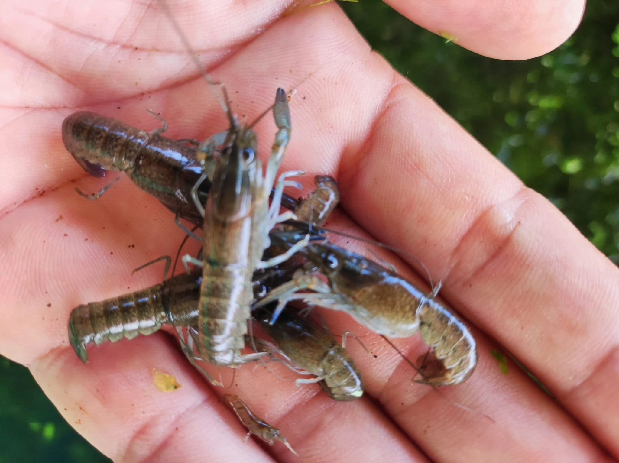 Small crawfish