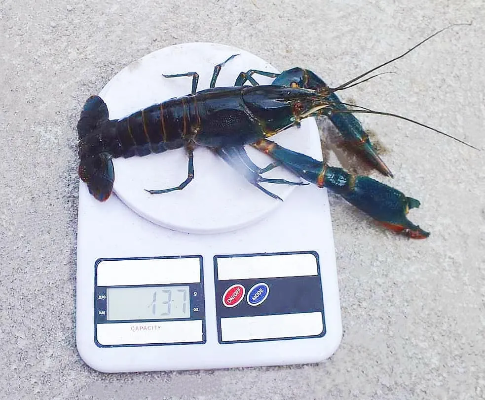 Singapore Crawfish - Consultation