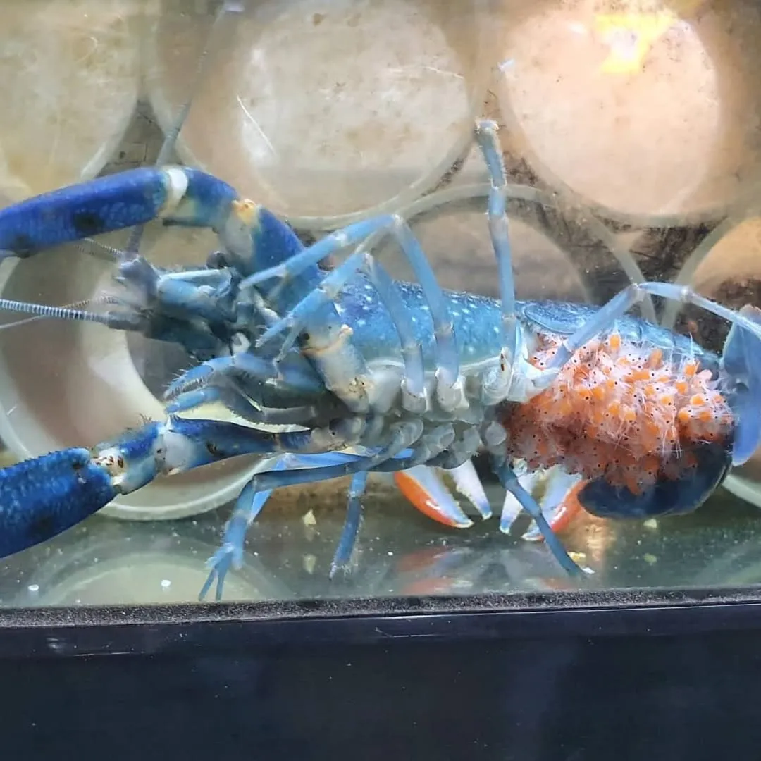 Singapore Crawfish - Consultation