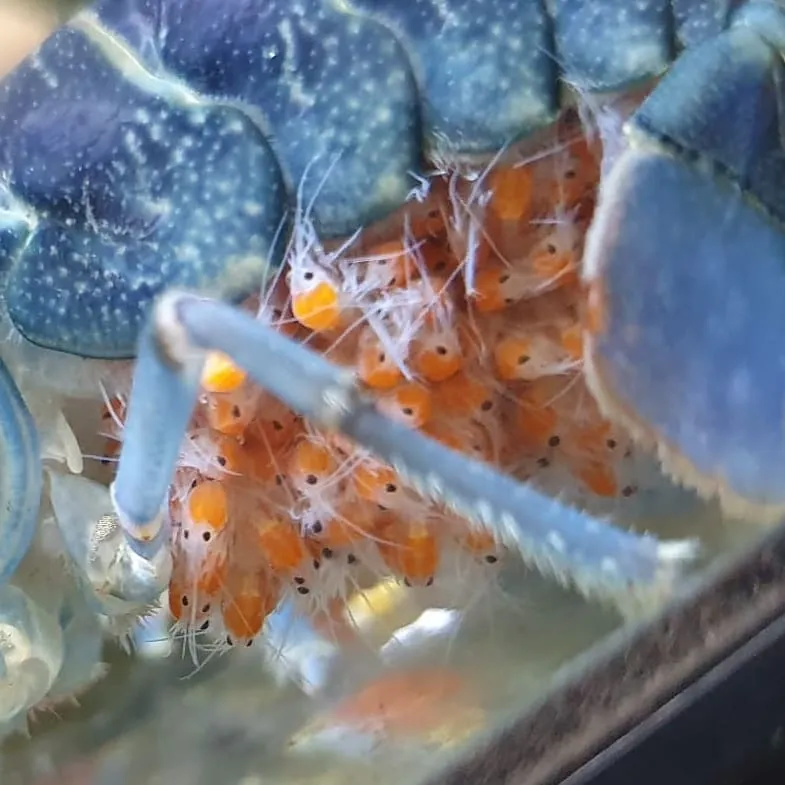 Singapore Crawfish - Consultation