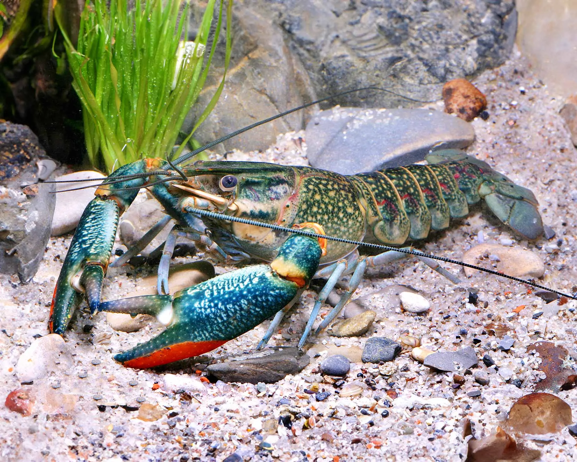 Small crawfish