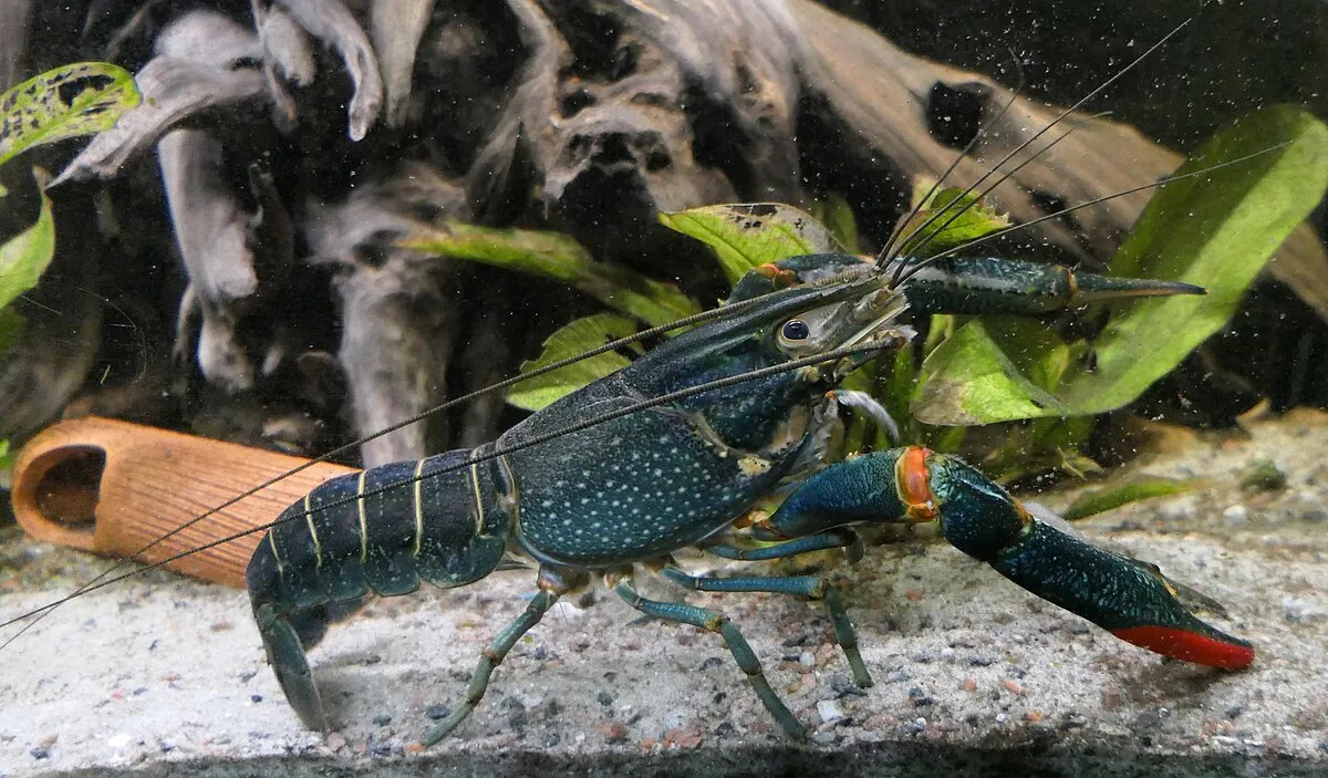 Small crawfish