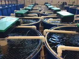 Benefits of Recirculating Aquaculture Systems (RAS)