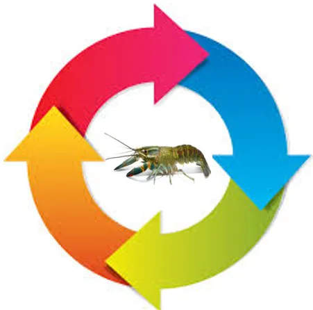 Life Cycle of a crawfish