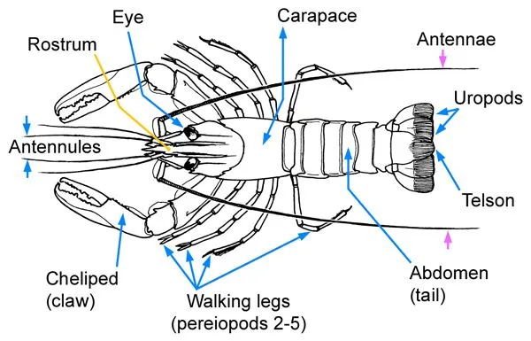 Characteristics of Cherax quadricarinatus