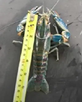 Cherax Quadricarinatus is not considered as invasive