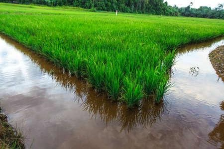 Paddy Field with Crayfish