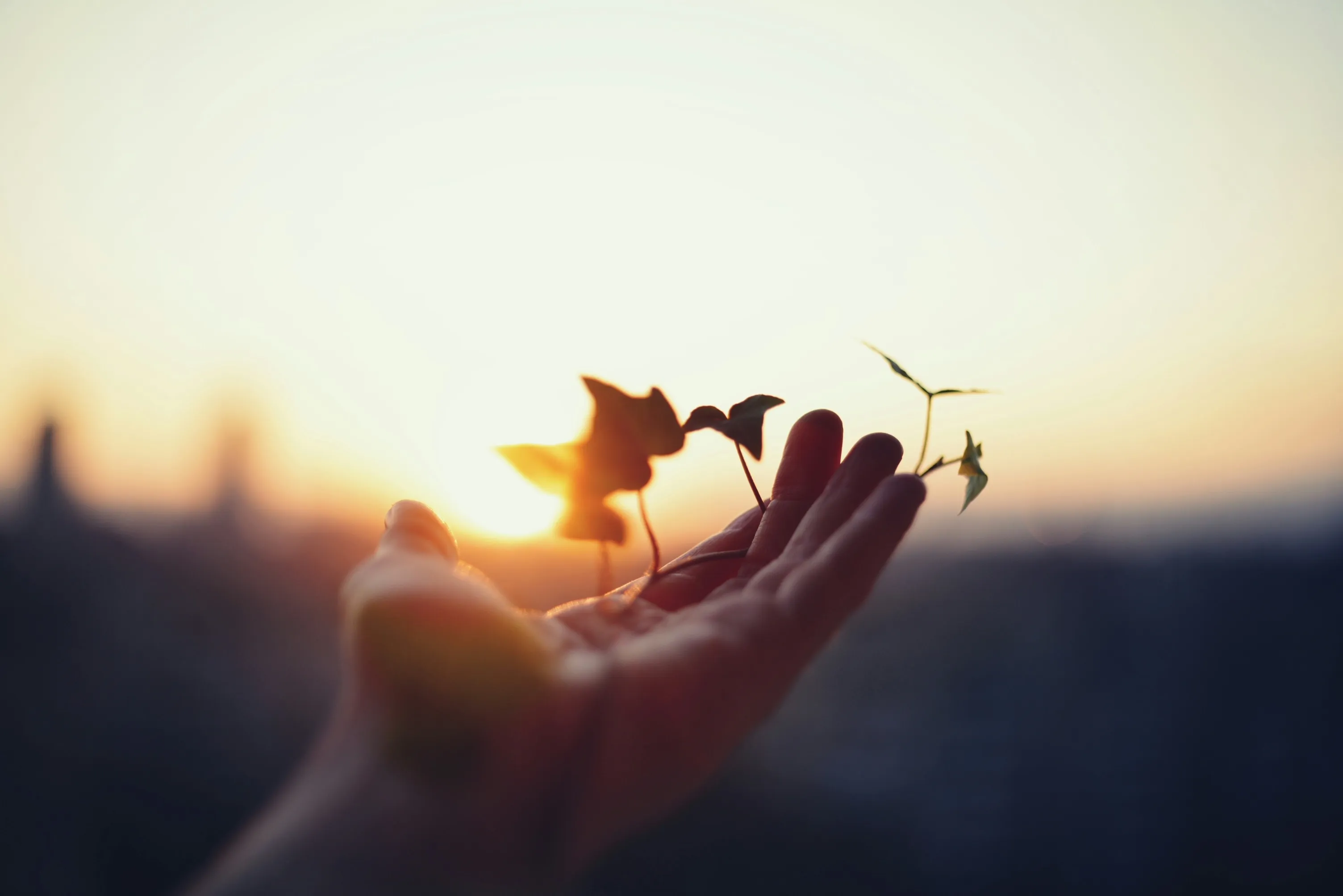 Hand gently holding a small plant with leaves against a bright sunset background.