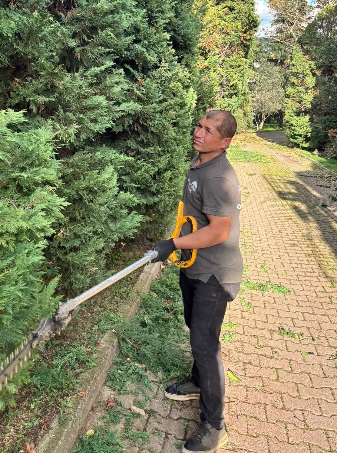 Güneşli bir parkta, tuğla döşeli bir yolda, uzun bir çit budama makasıyla sık yeşil bir çiti budayan bir adam.