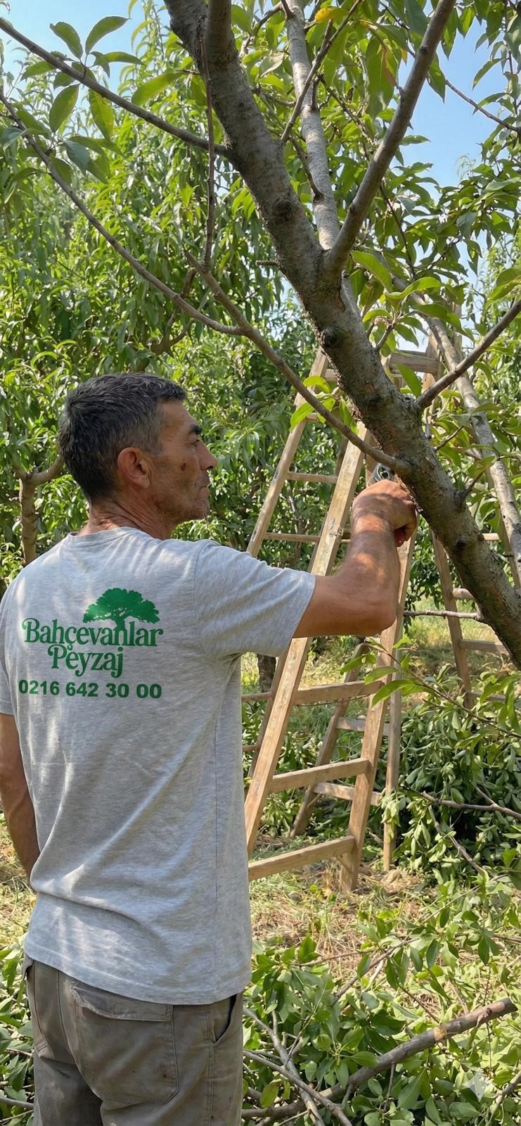 Bahçede bir adam, yanında tahta bir merdivenle ağaç dallarını buduyor.