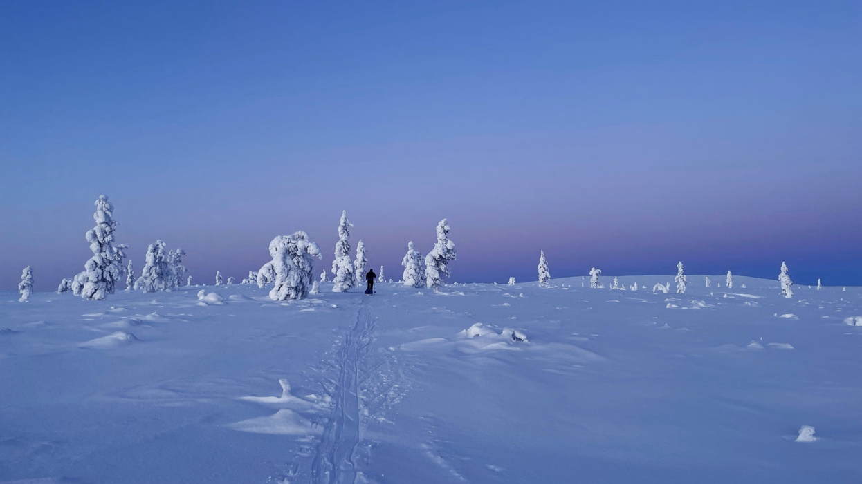 Guided hiking tour in Riisitunturi National Park with snow-laden trees, Finnish Lapland