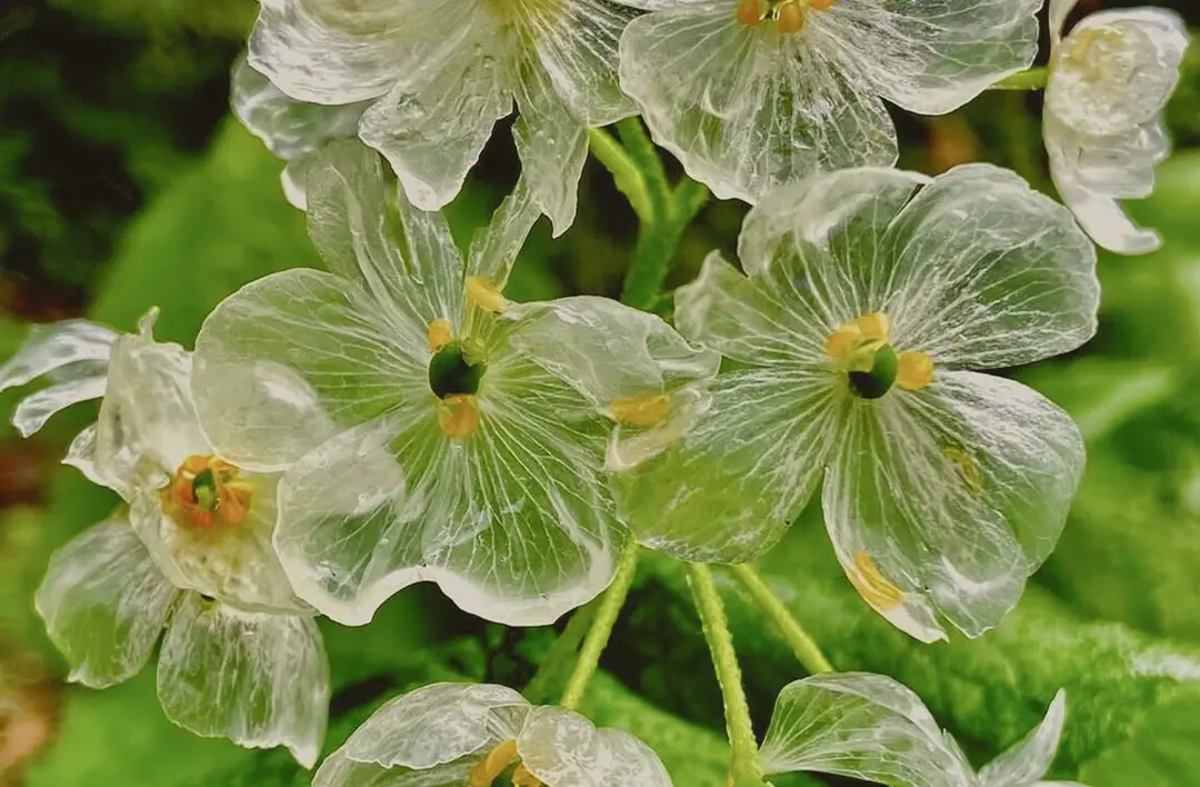 Delicate translucent flowers with white petals and yellow centers, resembling glass, against a backdrop of lush green leaves, exuding an ethereal beauty.