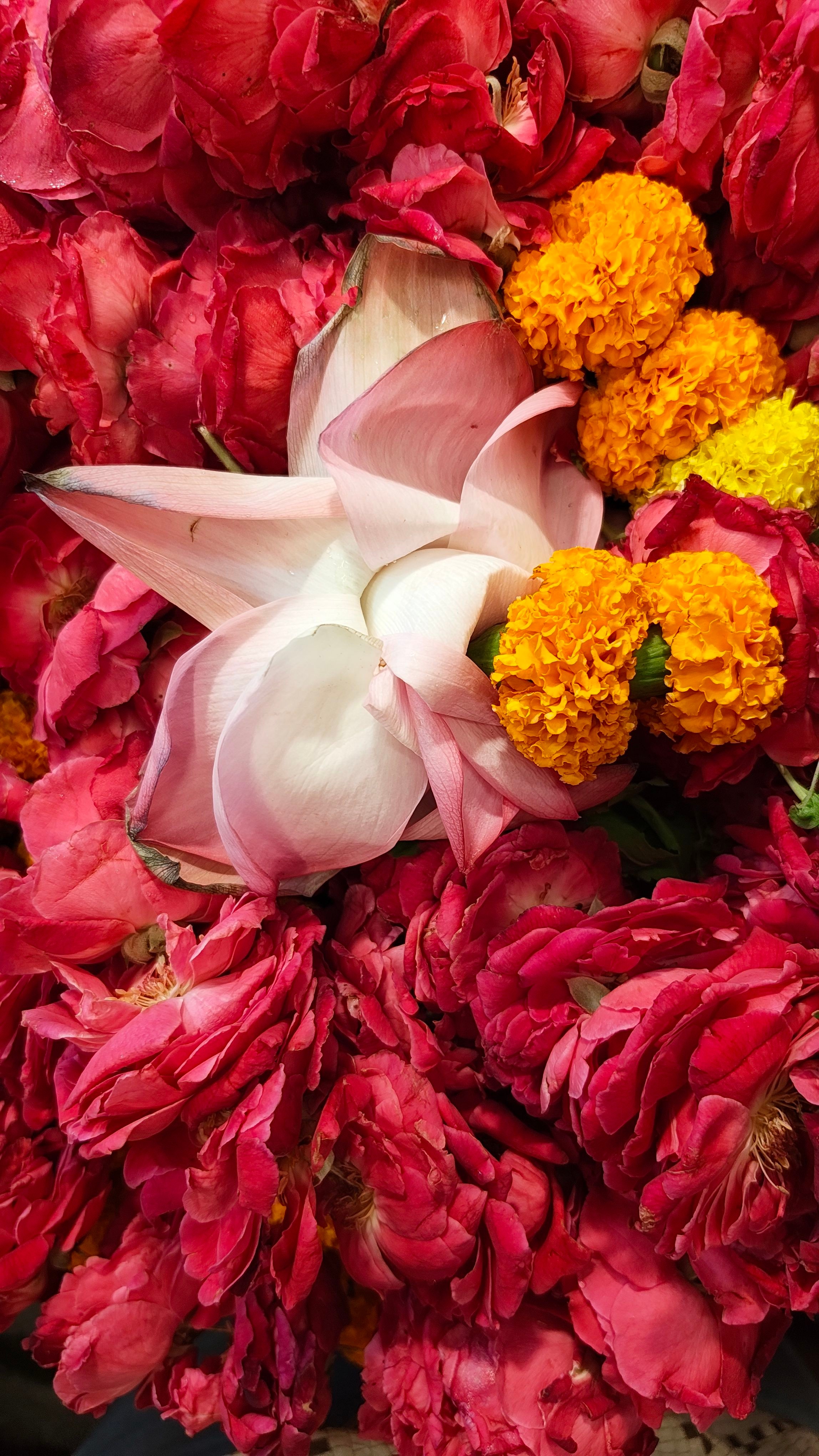 Lady doing Yoga asana against Village house in the day 
