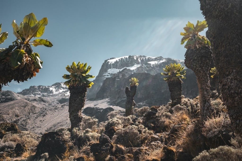 Cheetah in Africa, with Mount Kilimanjaro in the background 