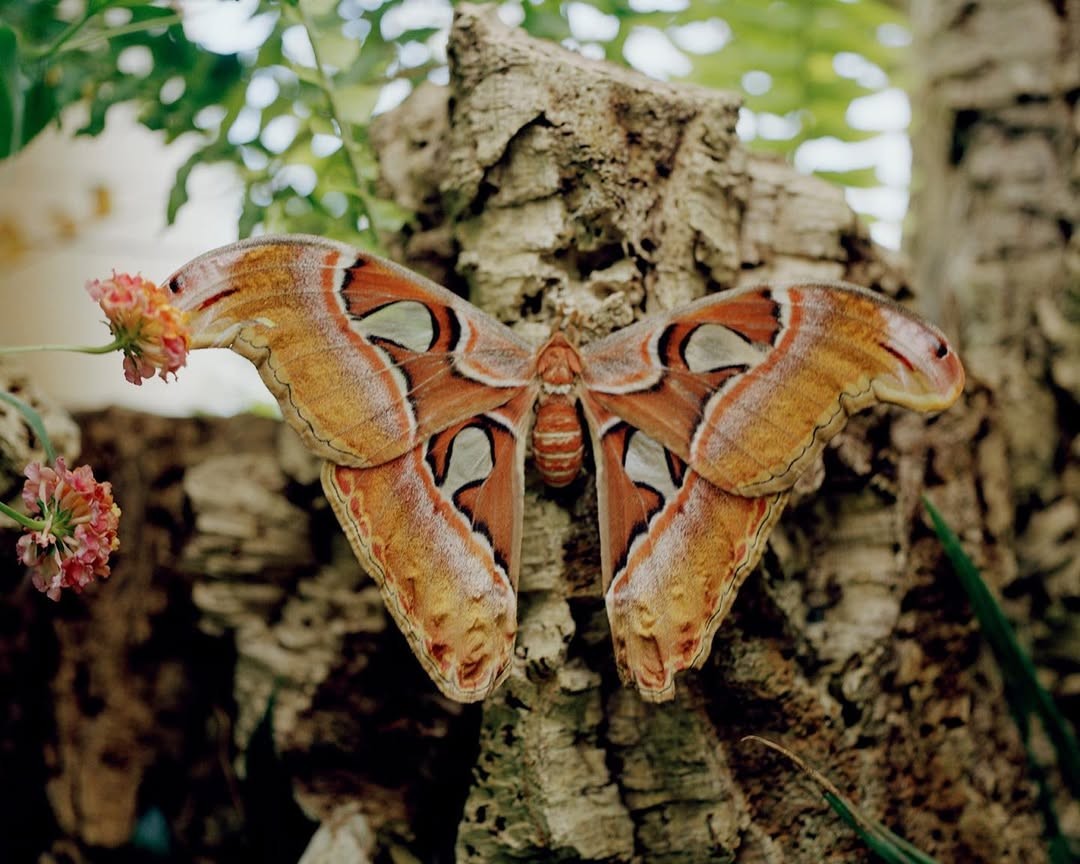 an exotic butterfly in its natural habitat