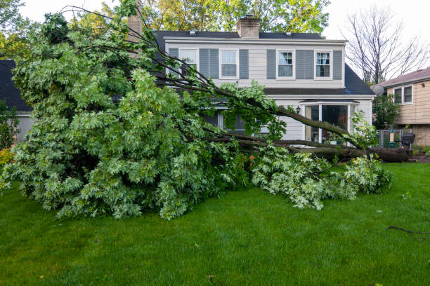 Large fallen tree branch blocking lawn in front of suburban house