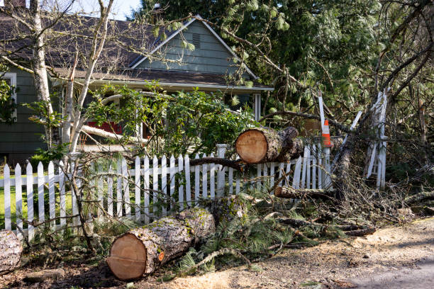 Fallen tree logs and branches scattered across white picket fence near house