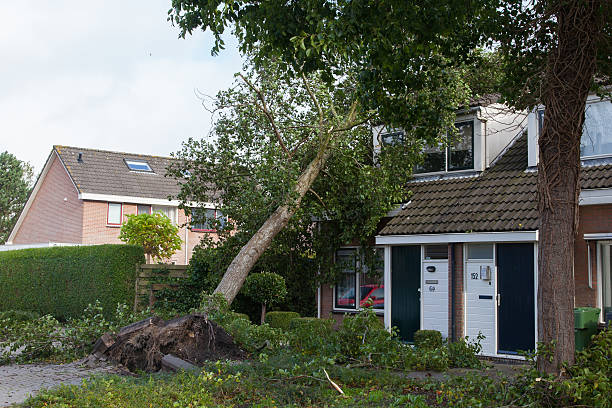 Large fallen tree uprooted near residential houses after a storm