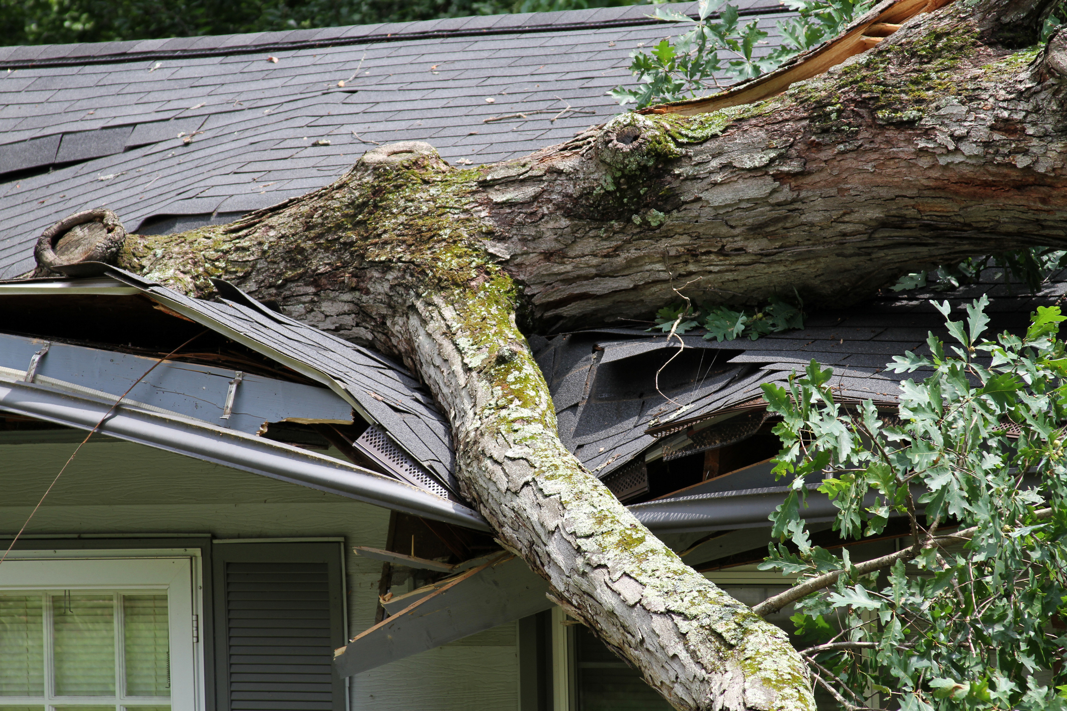 Large fallen tree crashed through roof, causing significant structural damage