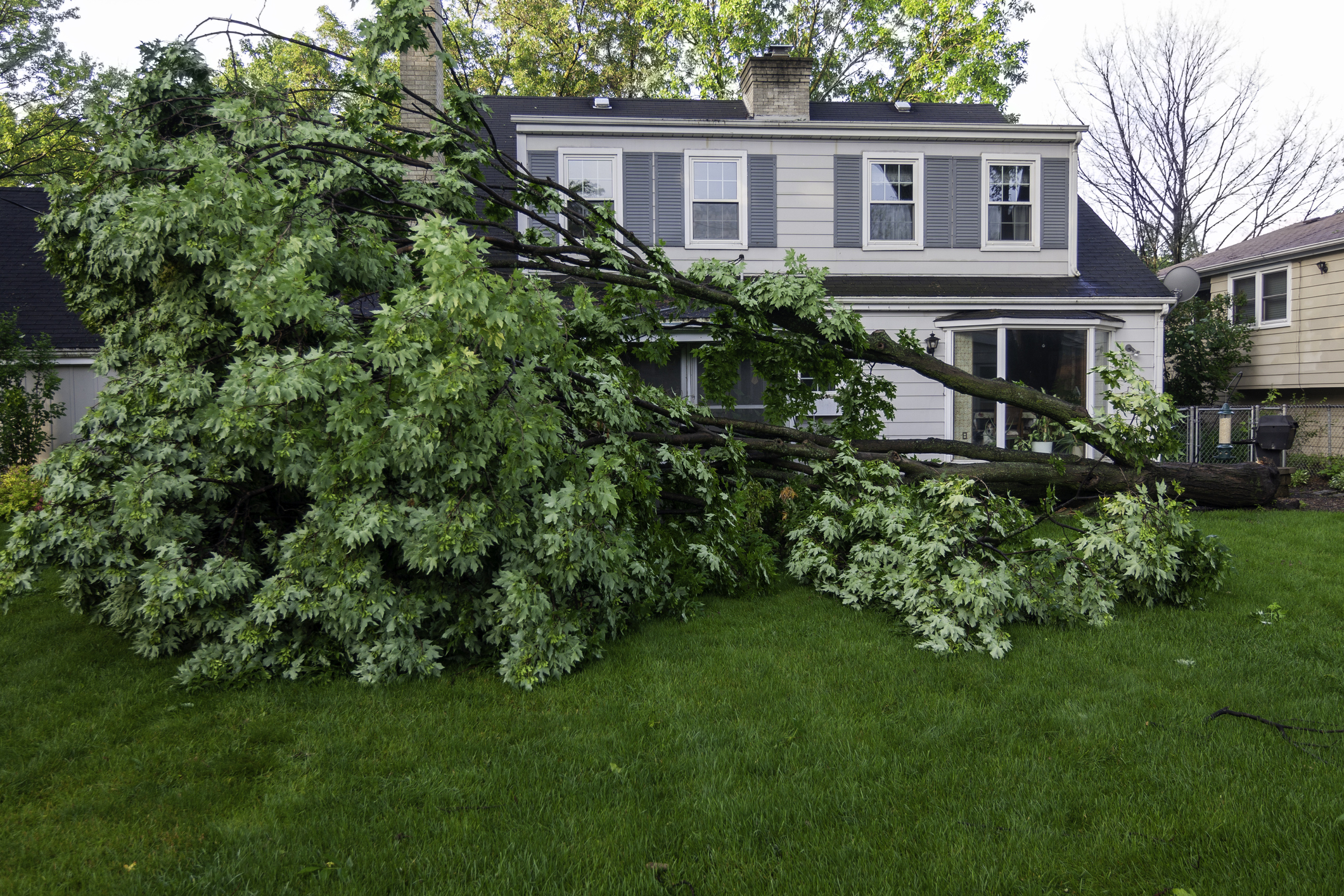 Large fallen tree branch blocking lawn in front of suburban house
