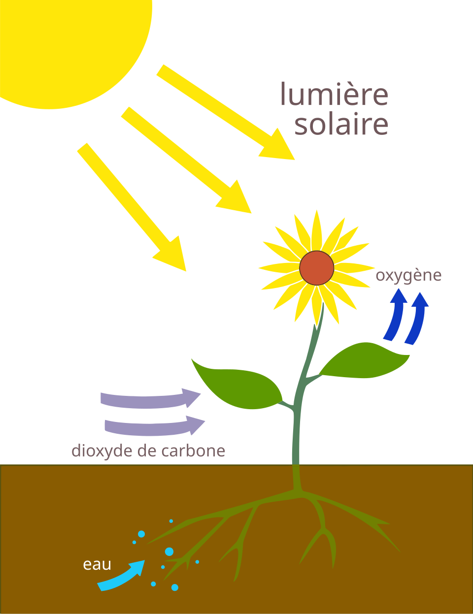 Schéma de la photosynthèse montrant la lumière solaire, l’absorption d’eau et de dioxyde de carbone, puis la libération d’oxygène.