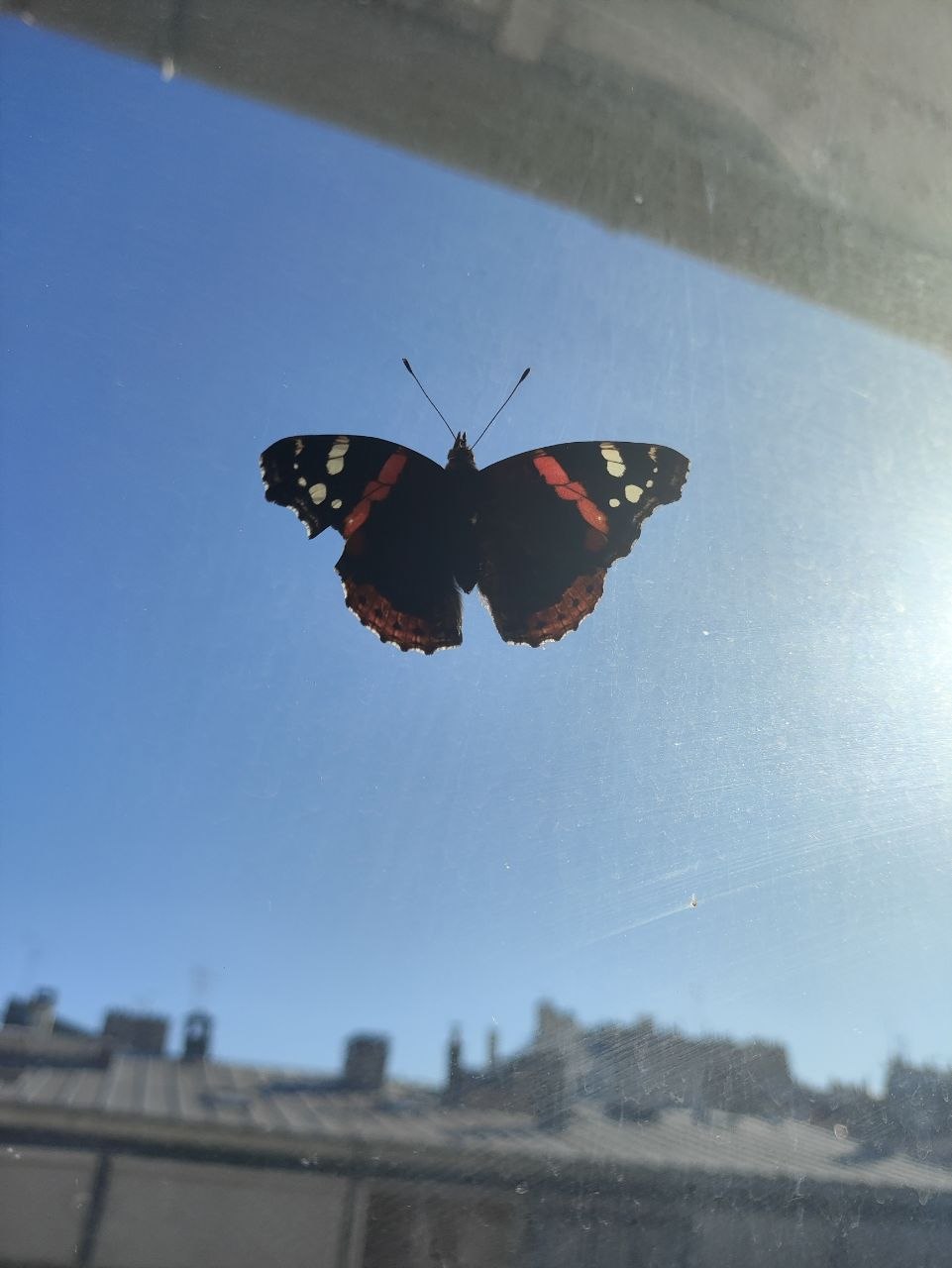 Papillon Vulcain aux ailes noires marquées de bandes rouges et de taches blanches, posé sur la vitre du bureau de Kazu.