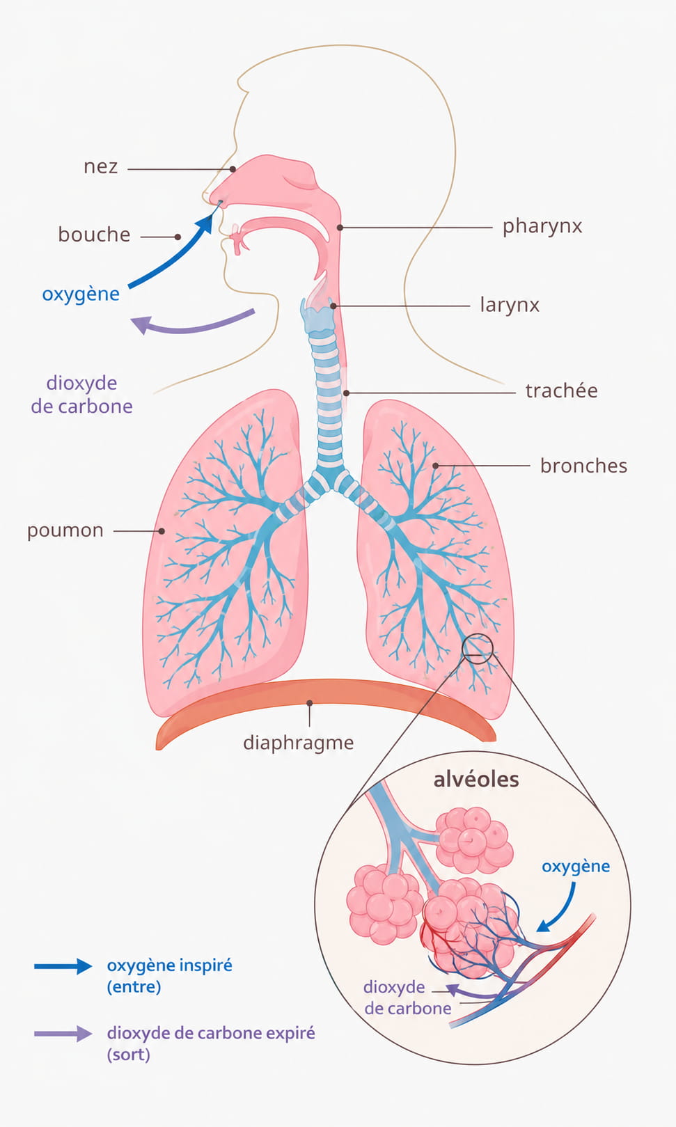 Schéma du système respiratoire humain montrant les voies aériennes, les poumons, le diaphragme et les échanges gazeux dans les alvéoles.